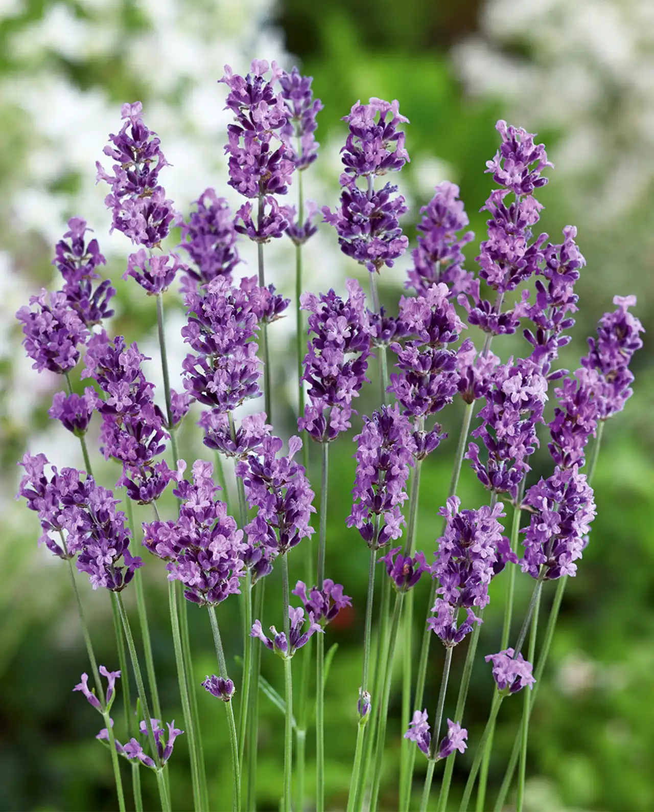 ลาเวนเดอร์ Munstead English Lavender