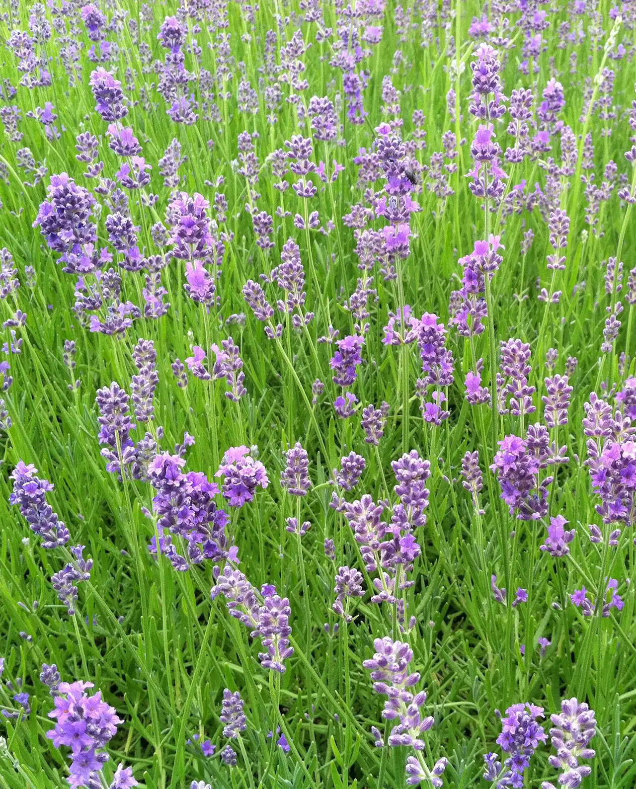 ลาเวนเดอร์ Munstead English Lavender