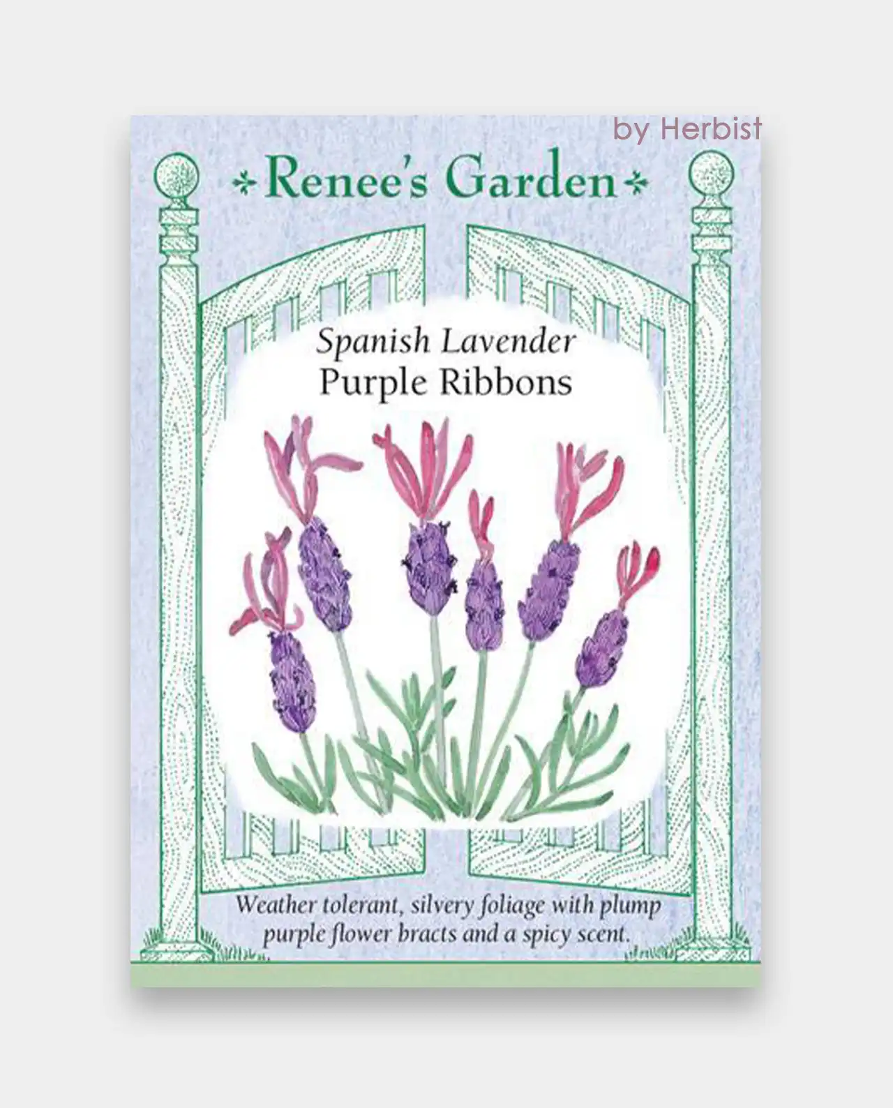 ลาเวนเดอร์ Spanish Lavender Purple