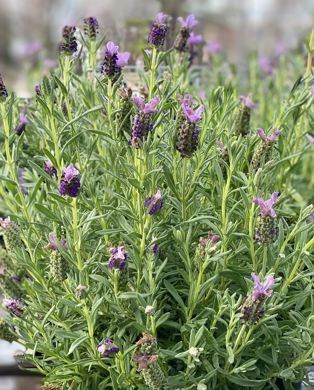 ลาเวนเดอร์ Spanish Lavender Purple