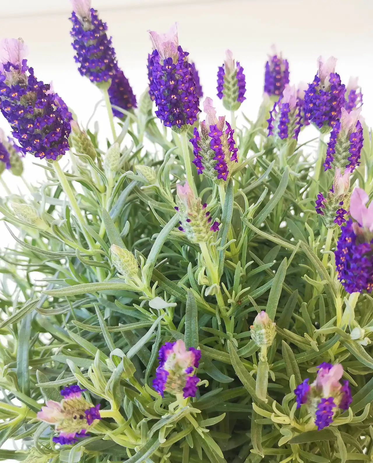ลาเวนเดอร์ Spanish Lavender Purple