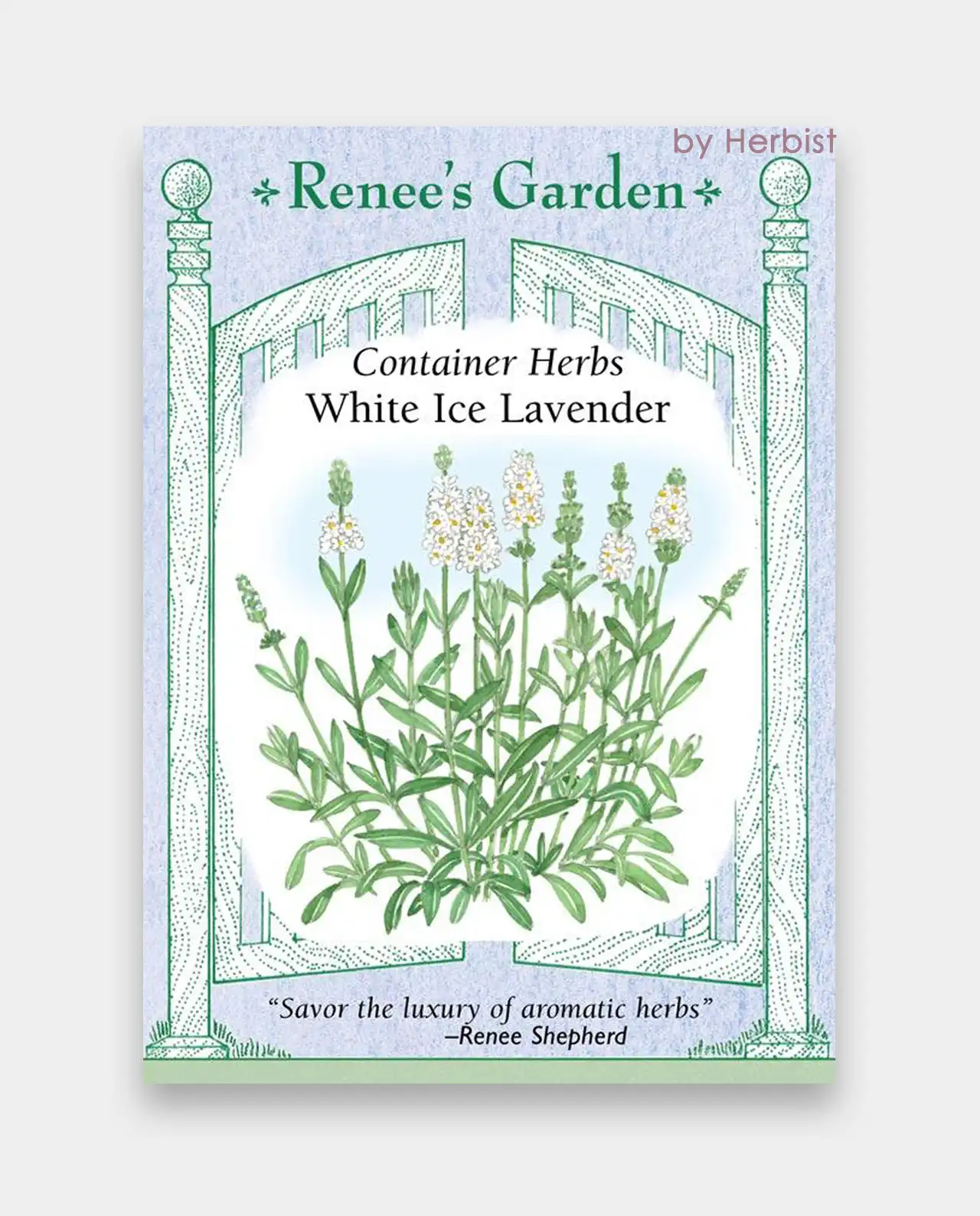 ลาเวนเดอร์ Lavender White Ice