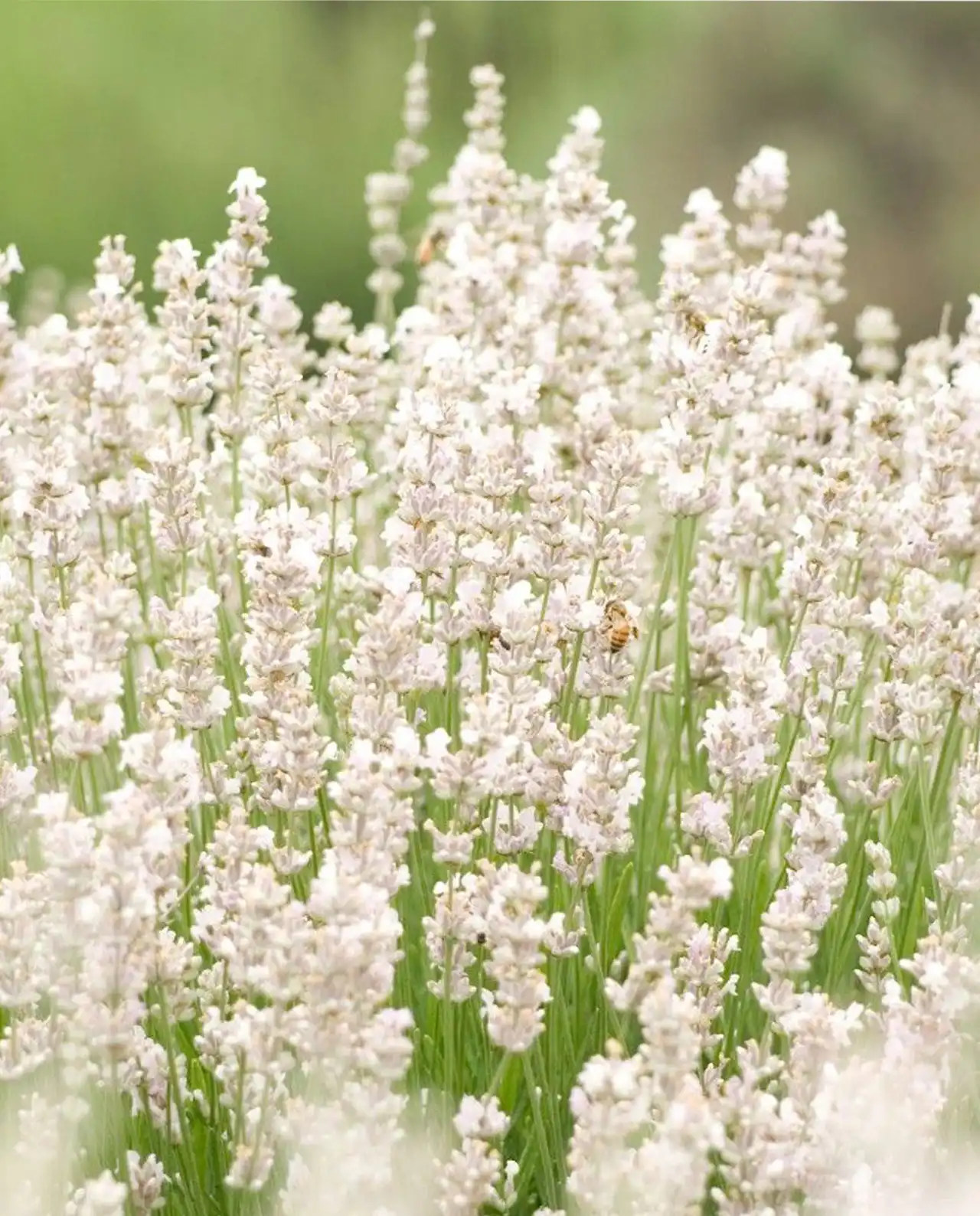 ลาเวนเดอร์ Lavender White Ice