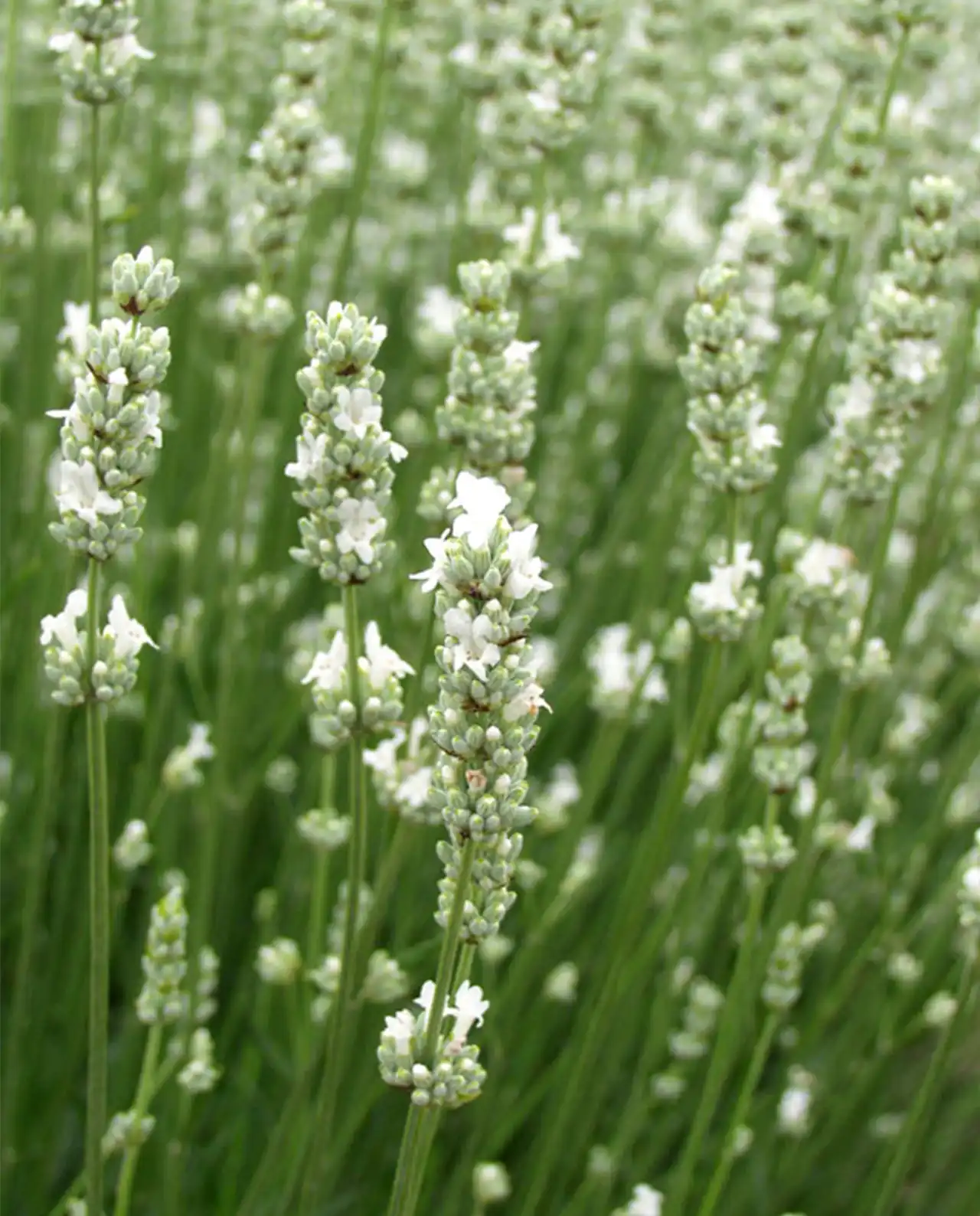ลาเวนเดอร์ Lavender White Ice