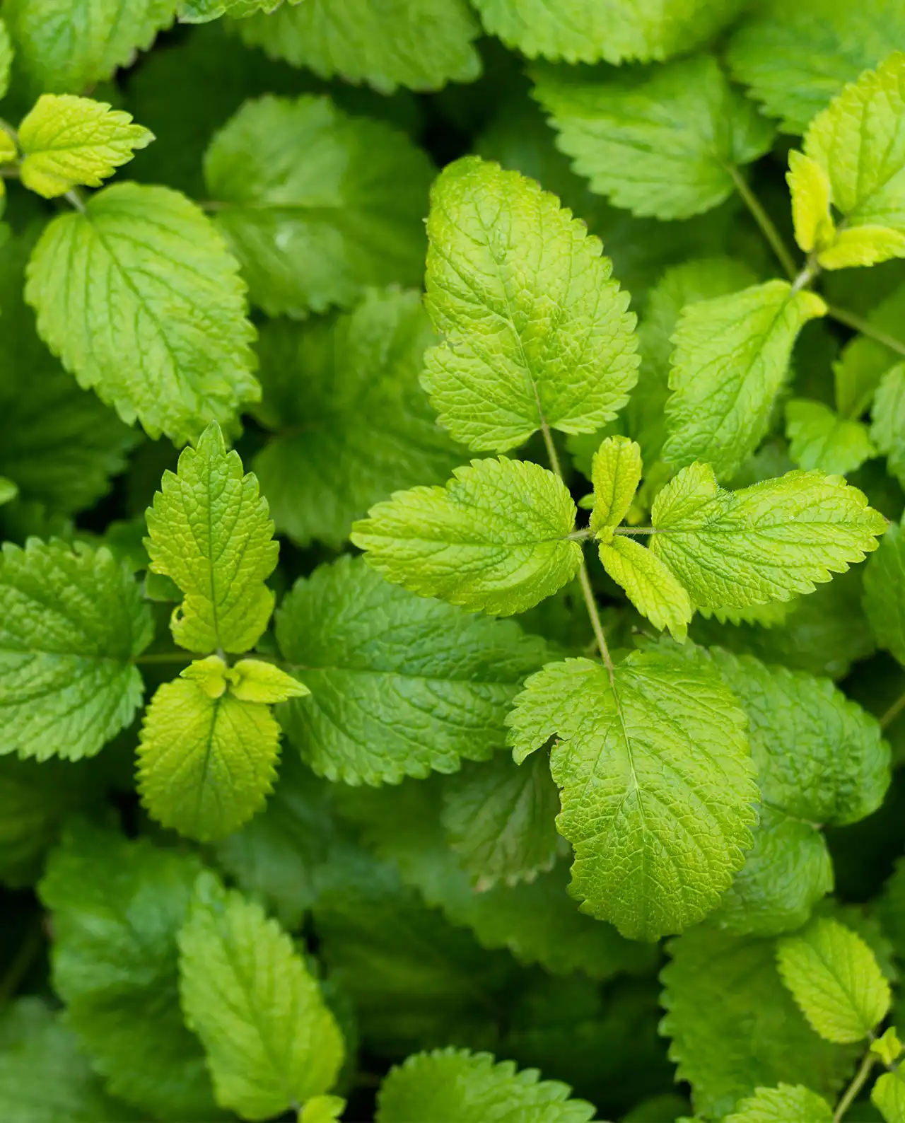 เลมอนบาล์ม Lemon Balm