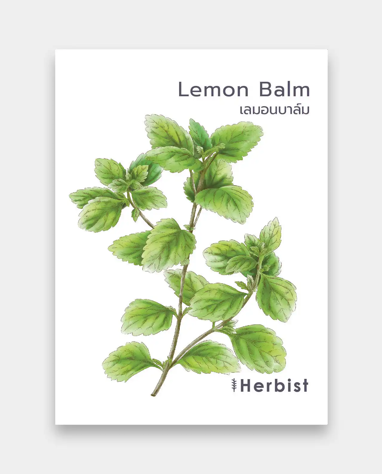 เลมอนบาล์ม Lemon Balm