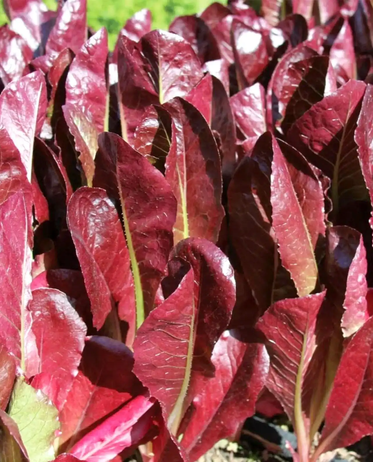 ผักกาดหอม ผักสลัด Lettuce Sea of Red
