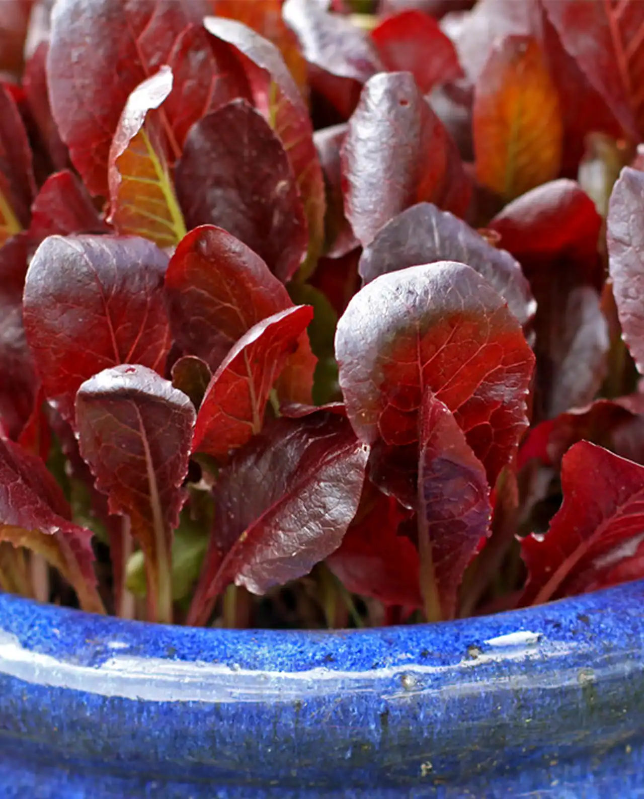 ผักกาดหอม ผักสลัด Lettuce Sea of Red