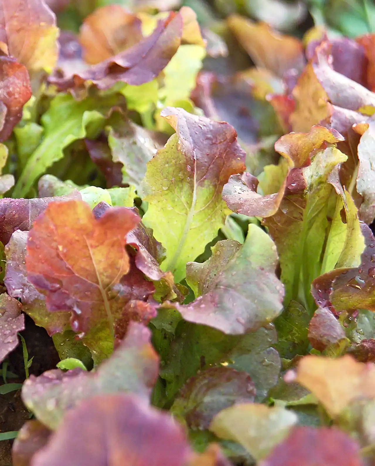 ผักกาดหอม Lettuce Sweet Greens & Reds