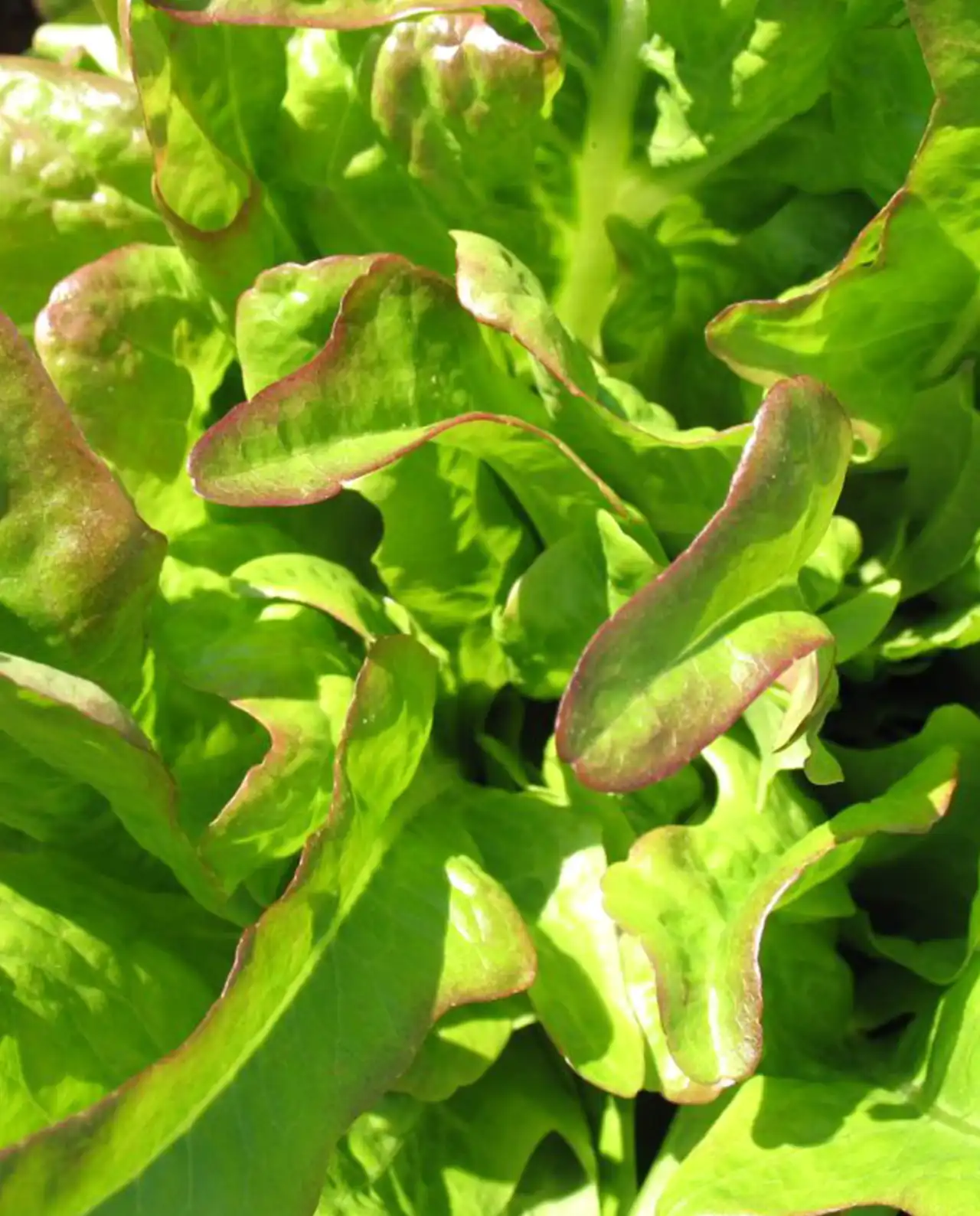 ผักกาดหอม Lettuce Sweet Greens & Reds