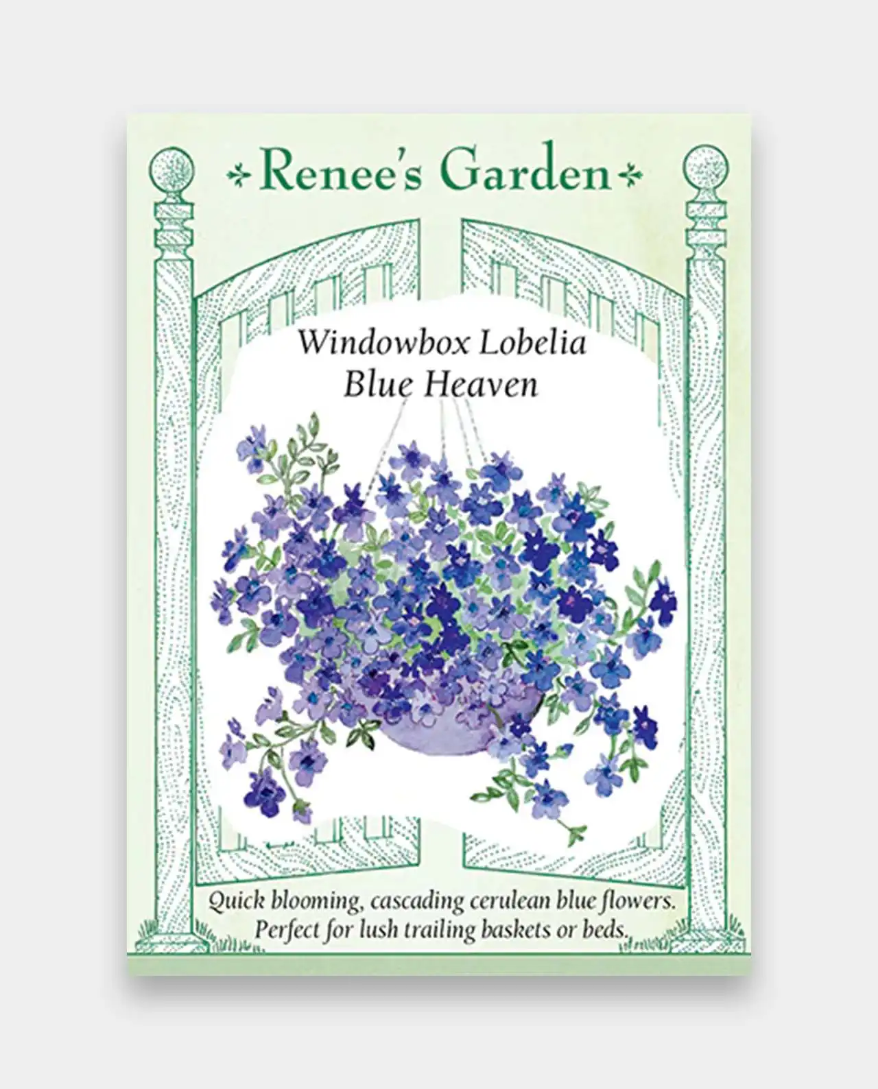 โลบิเลีย Lobelia Blue Heaven