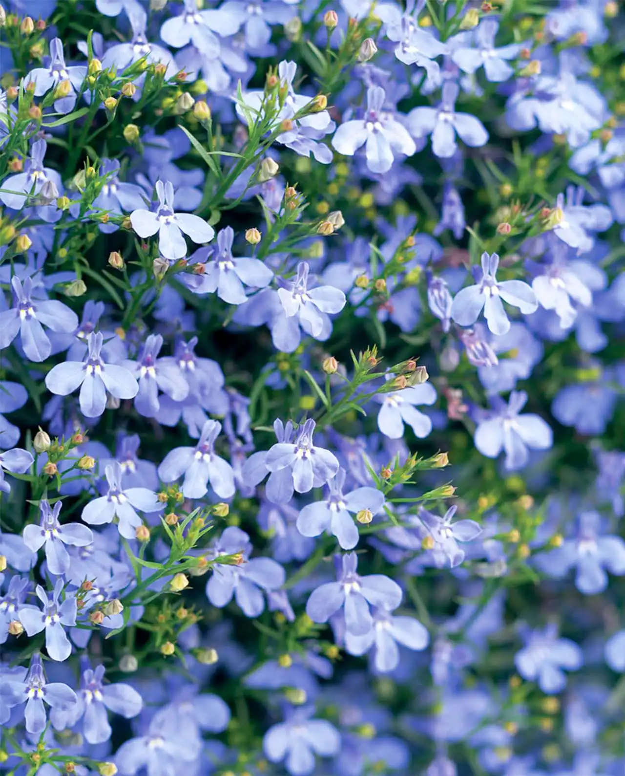 โลบิเลีย Lobelia Blue Heaven