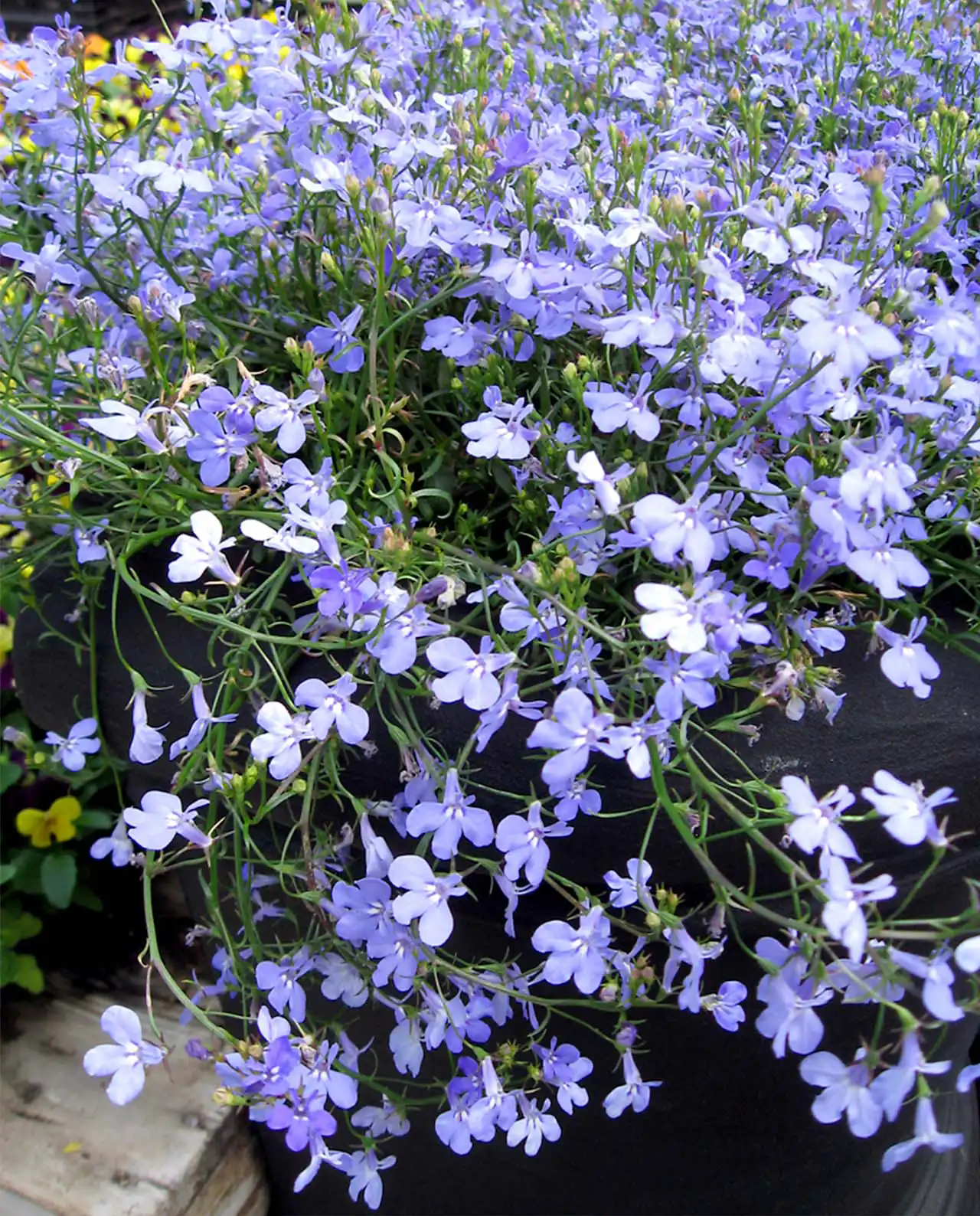 โลบิเลีย Lobelia Blue Heaven