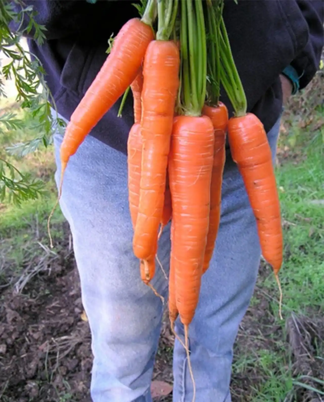 แครอท Long Sweet Carrots King Midas