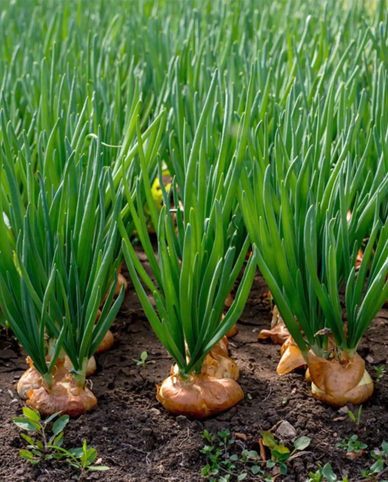 หอมหัวใหญ่ Long Keeping Onions