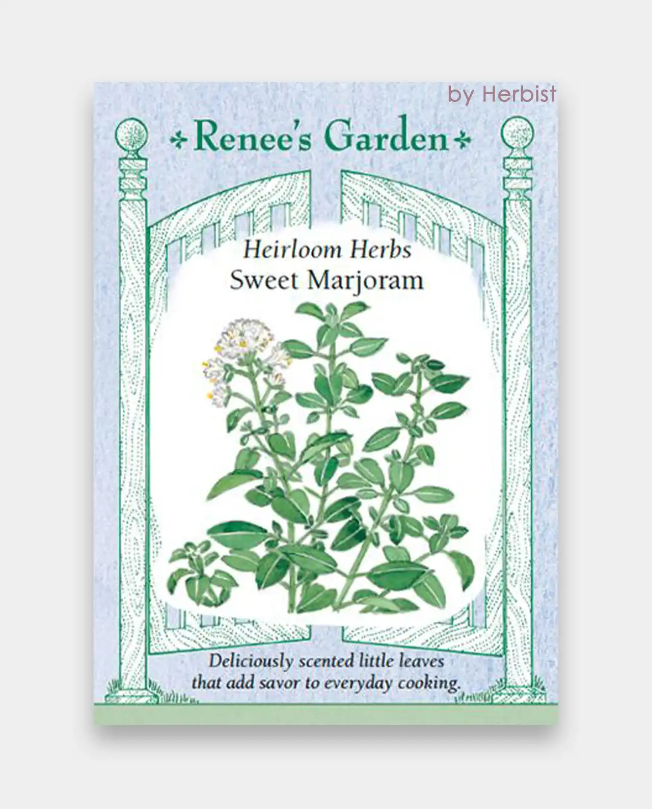 มาจอร์แรม Sweet Marjoram