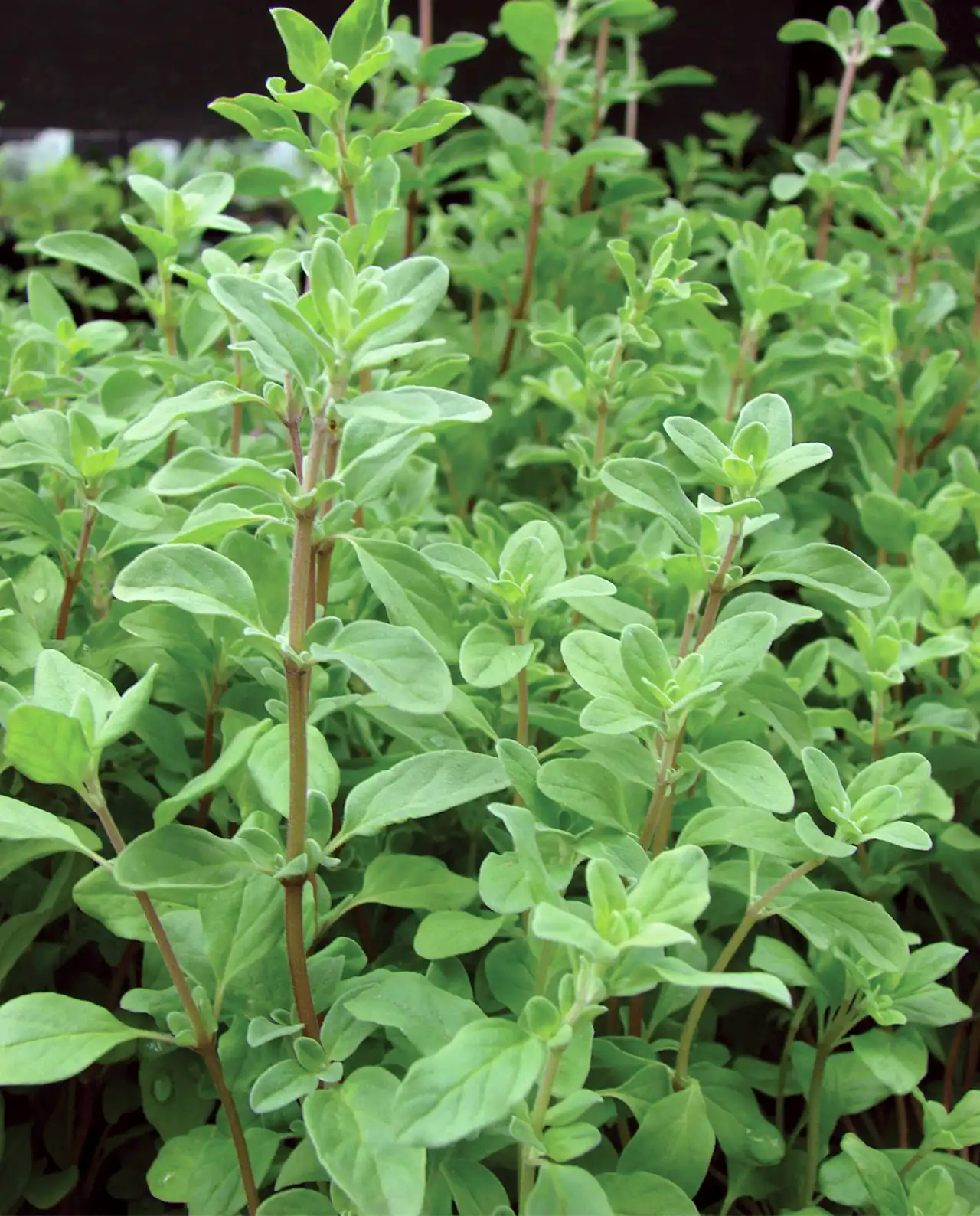 มาจอร์แรม Sweet Marjoram