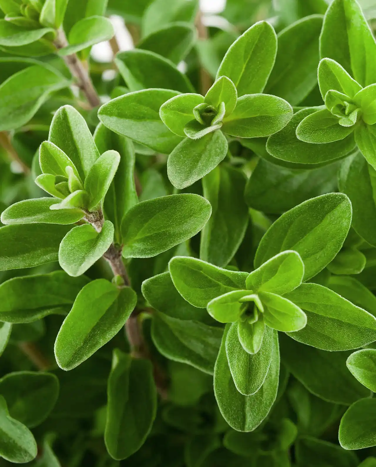 มาจอร์แรม Sweet Marjoram