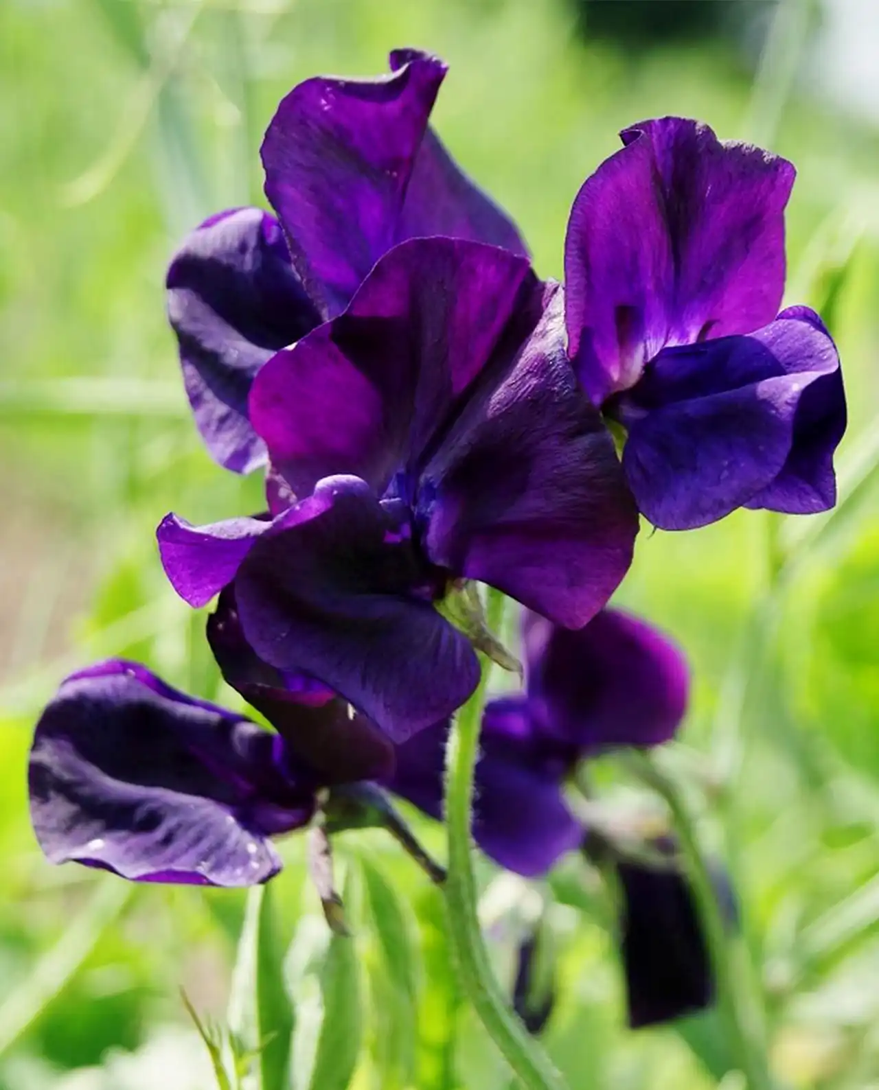 สวีทพี Sweet Peas Mermaids Dream