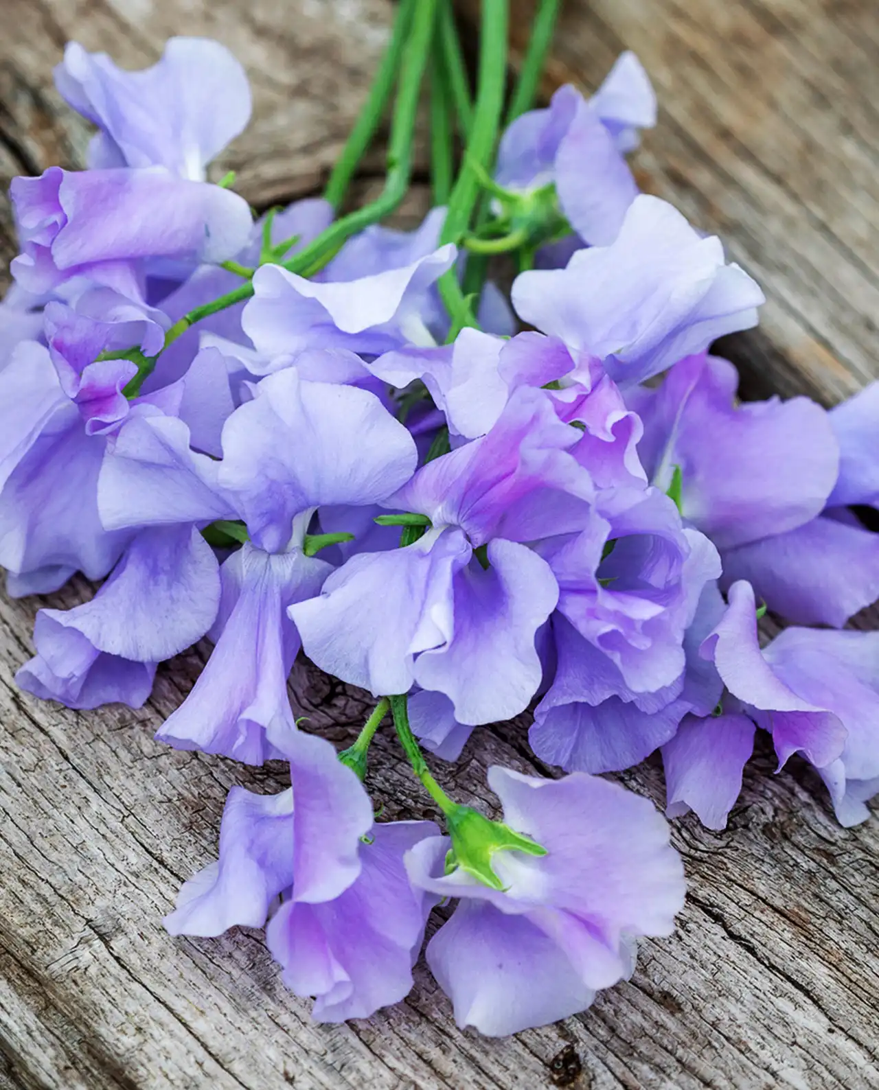 สวีทพี Sweet Peas Mermaids Dream