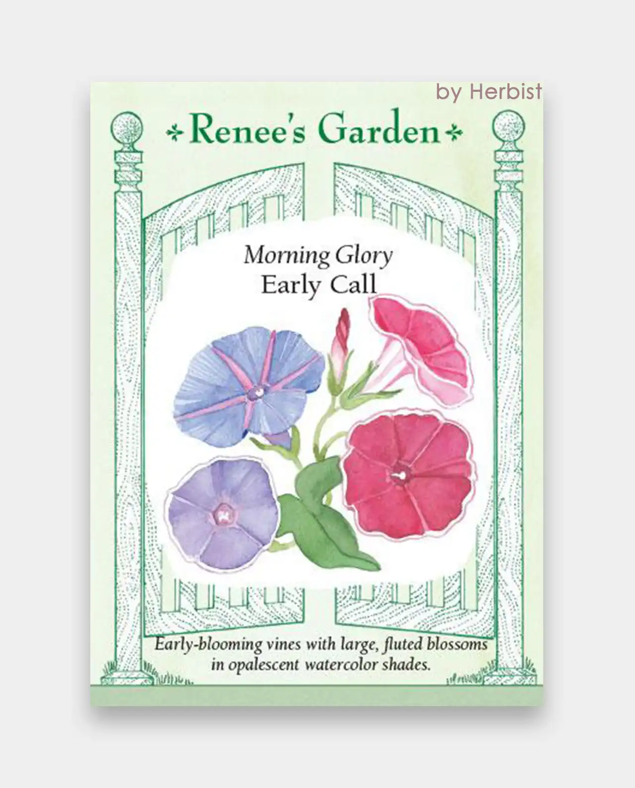 มอร์นิ่งกลอรี่ Morning Glory Early Call