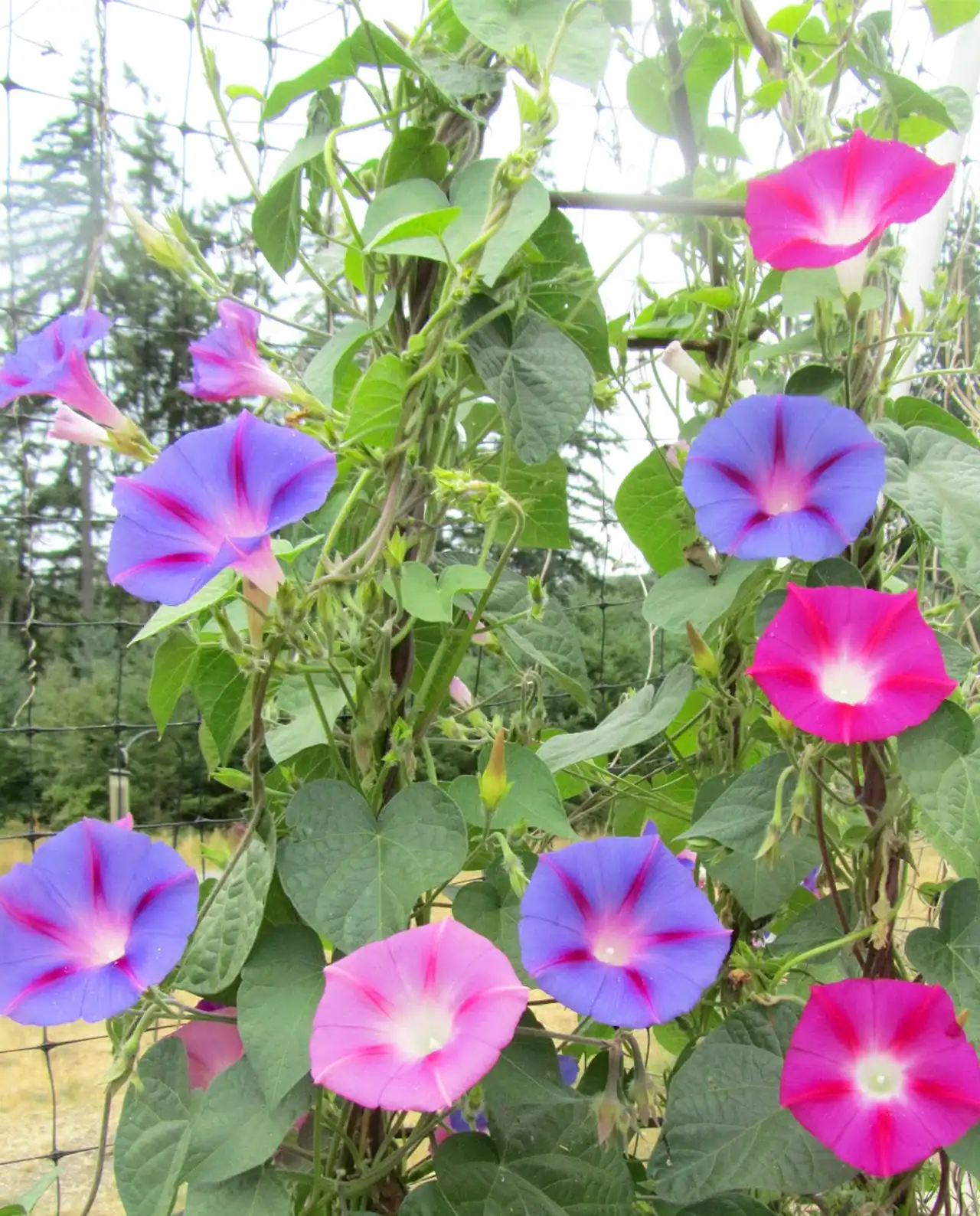 มอร์นิ่งกลอรี่ Morning Glory Early Call