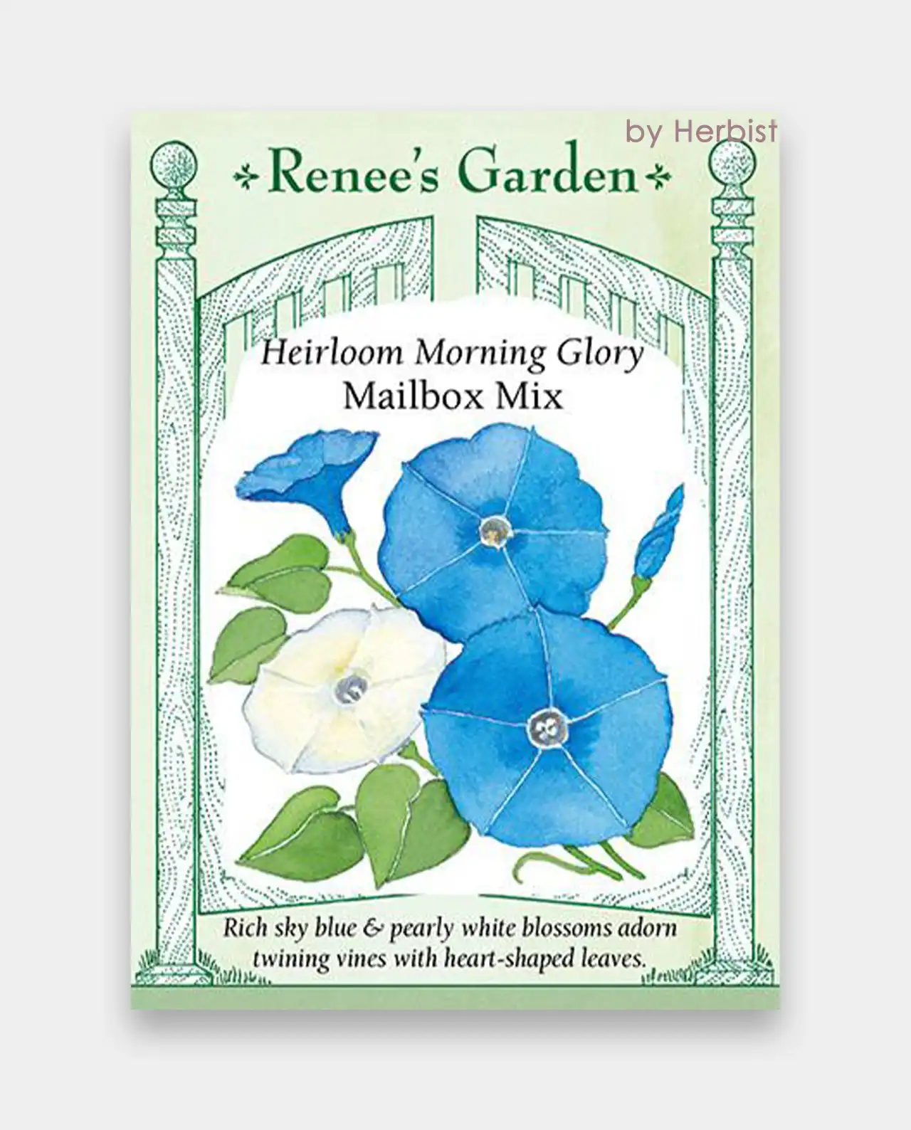 มอร์นิ่งกลอรี่ Morning Glory Mailbox Mix