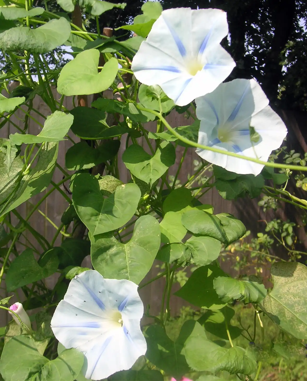 มอร์นิ่งกลอรี่ Morning Glory Mailbox Mix