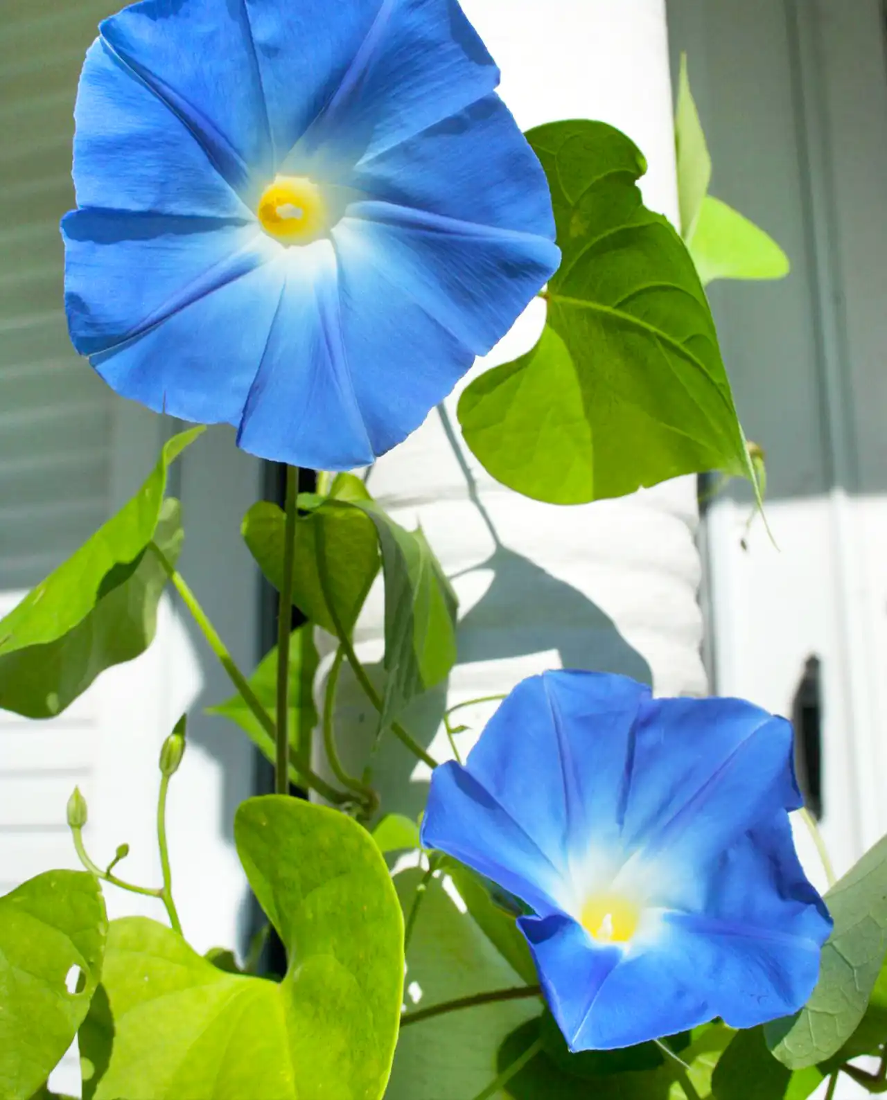 มอร์นิ่งกลอรี่ Morning Glory Mailbox Mix