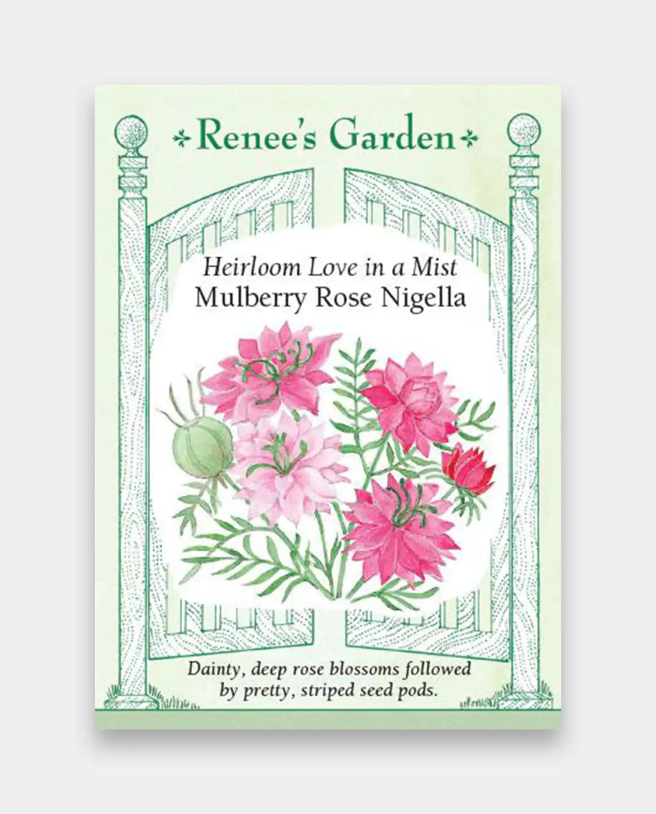 ดอกไนเจลลา Mulberry Rose Nigella