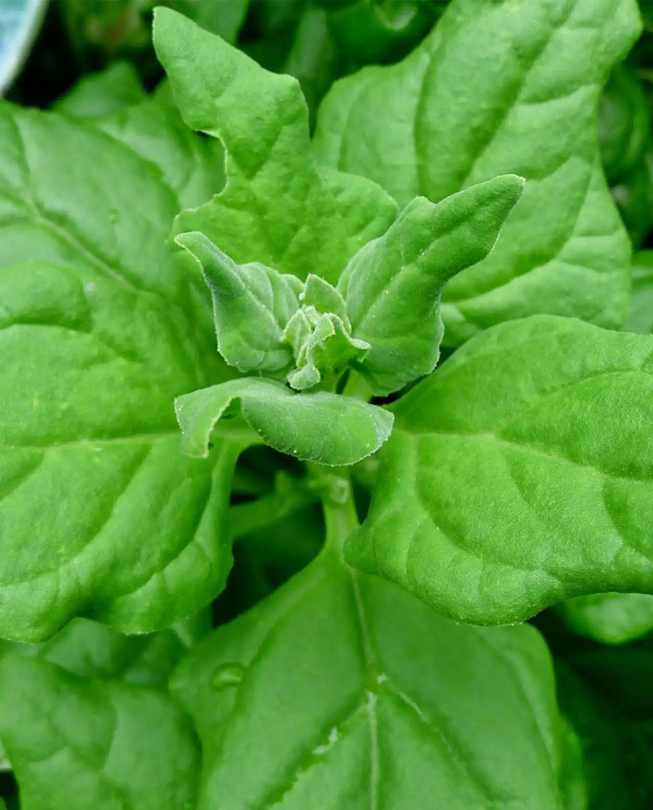 สปิแนช Greens New Zealand Spinach