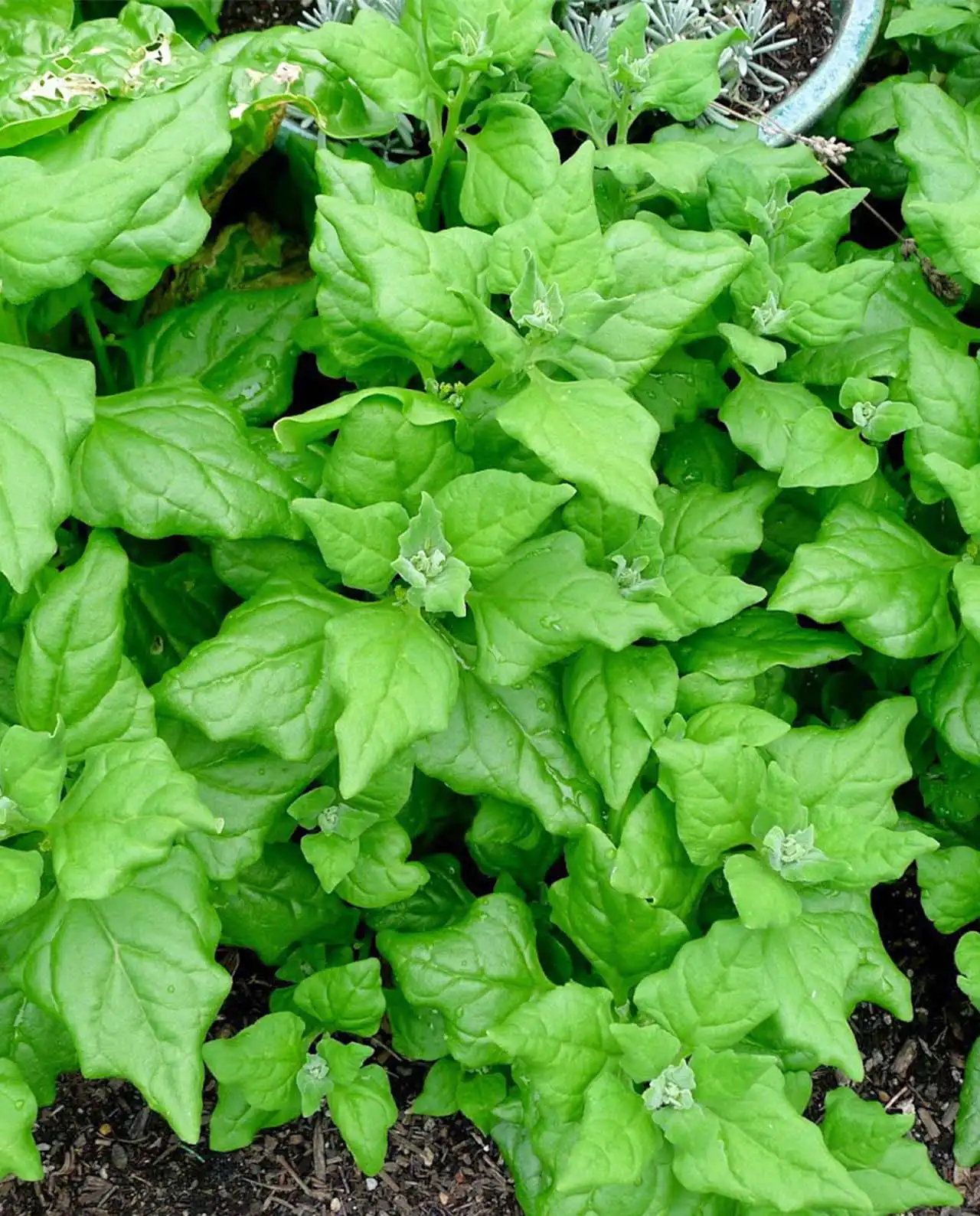 สปิแนช Greens New Zealand Spinach