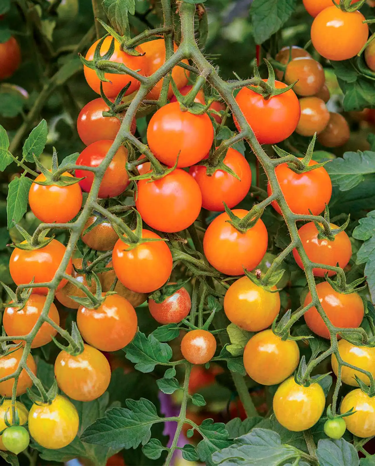 มะเขือเทศเชอรี่ Sungold Cherry Tomatoes