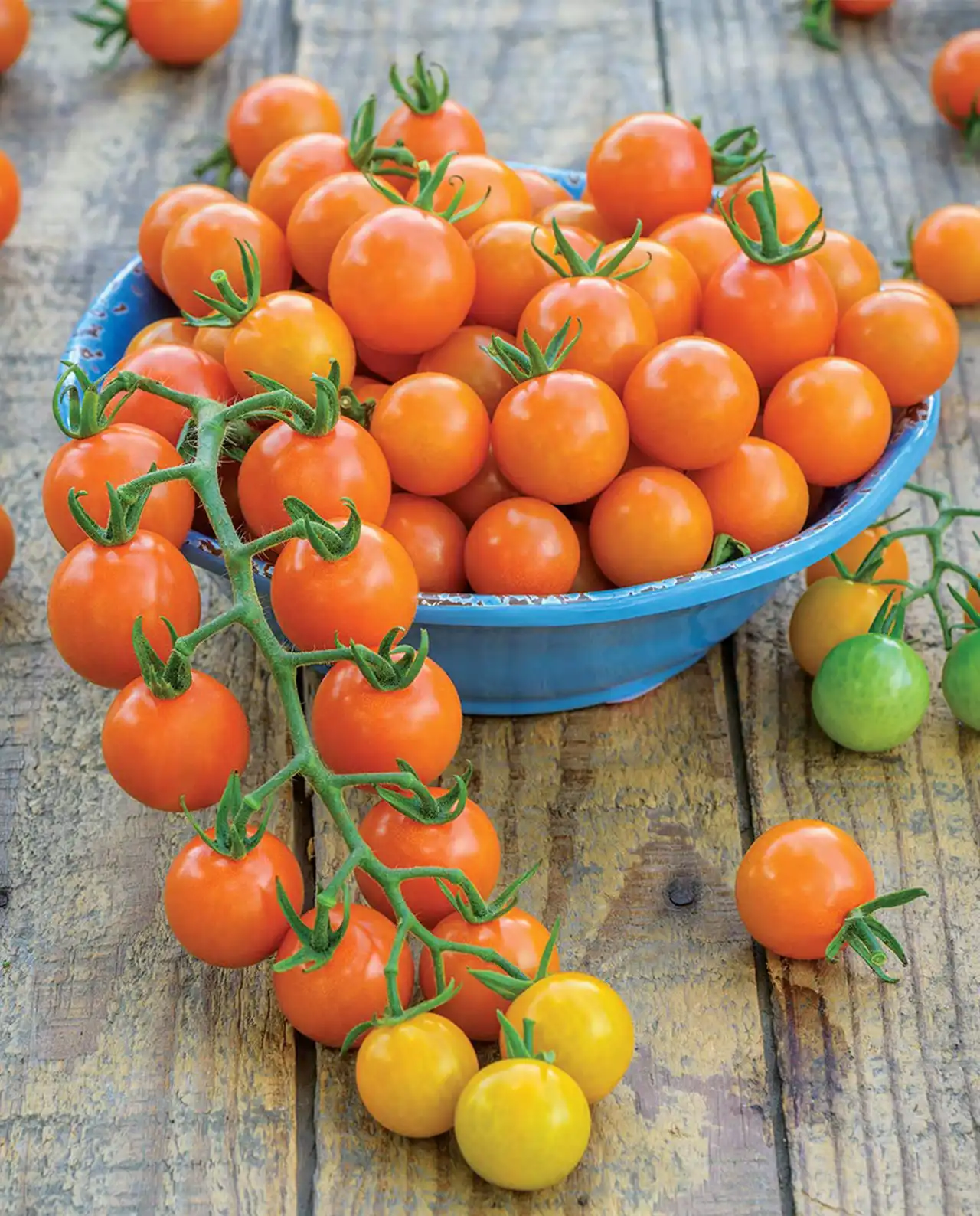 มะเขือเทศเชอรี่ Sungold Cherry Tomatoes