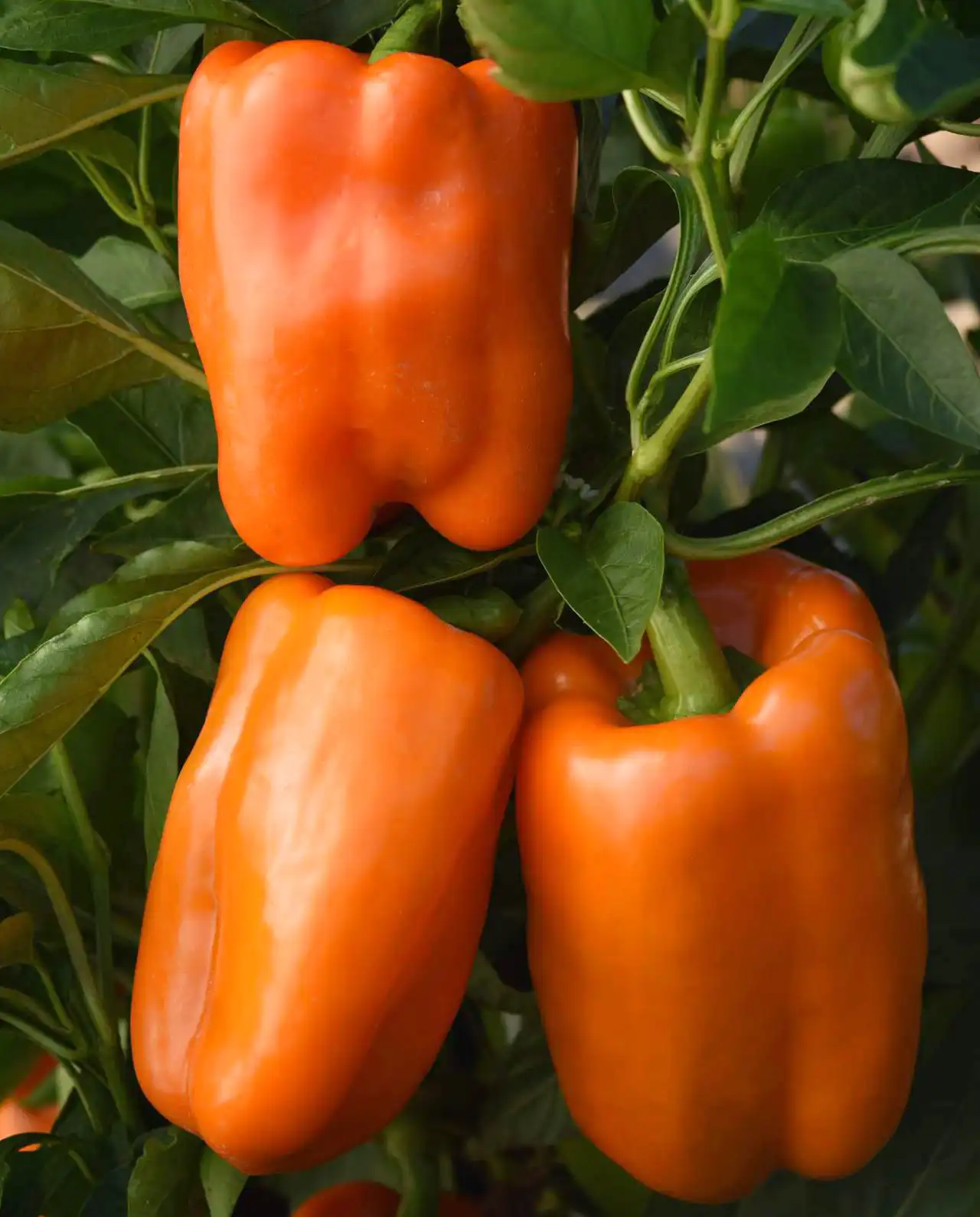 พริกหวาน ออร์แกนิค Orange Gilboa & Red Yardenne Sweet Bell Peppers