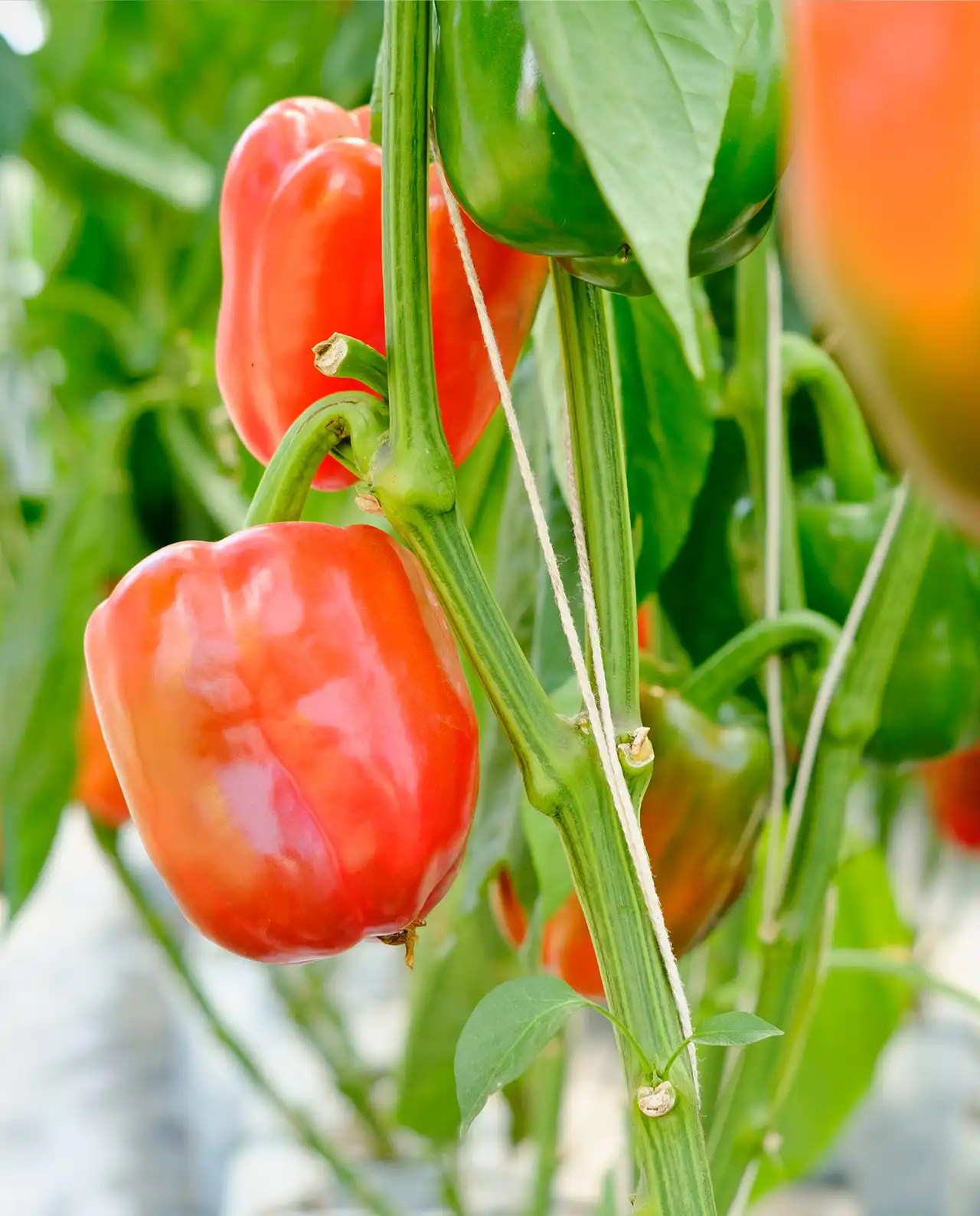 พริกหวาน ออร์แกนิค Orange Gilboa & Red Yardenne Sweet Bell Peppers