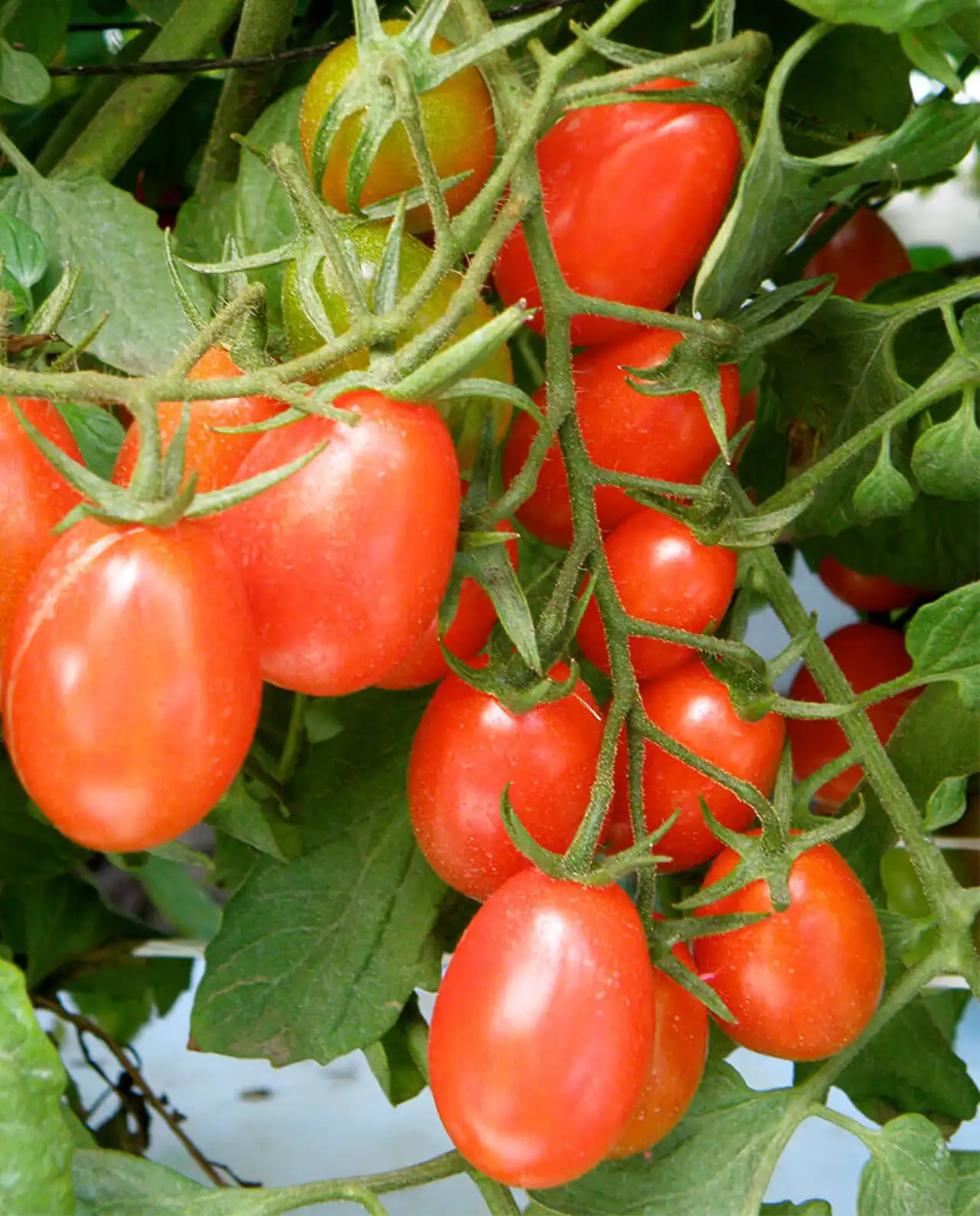 มะเขือเทศ Italian Grape Tomato Pandorino