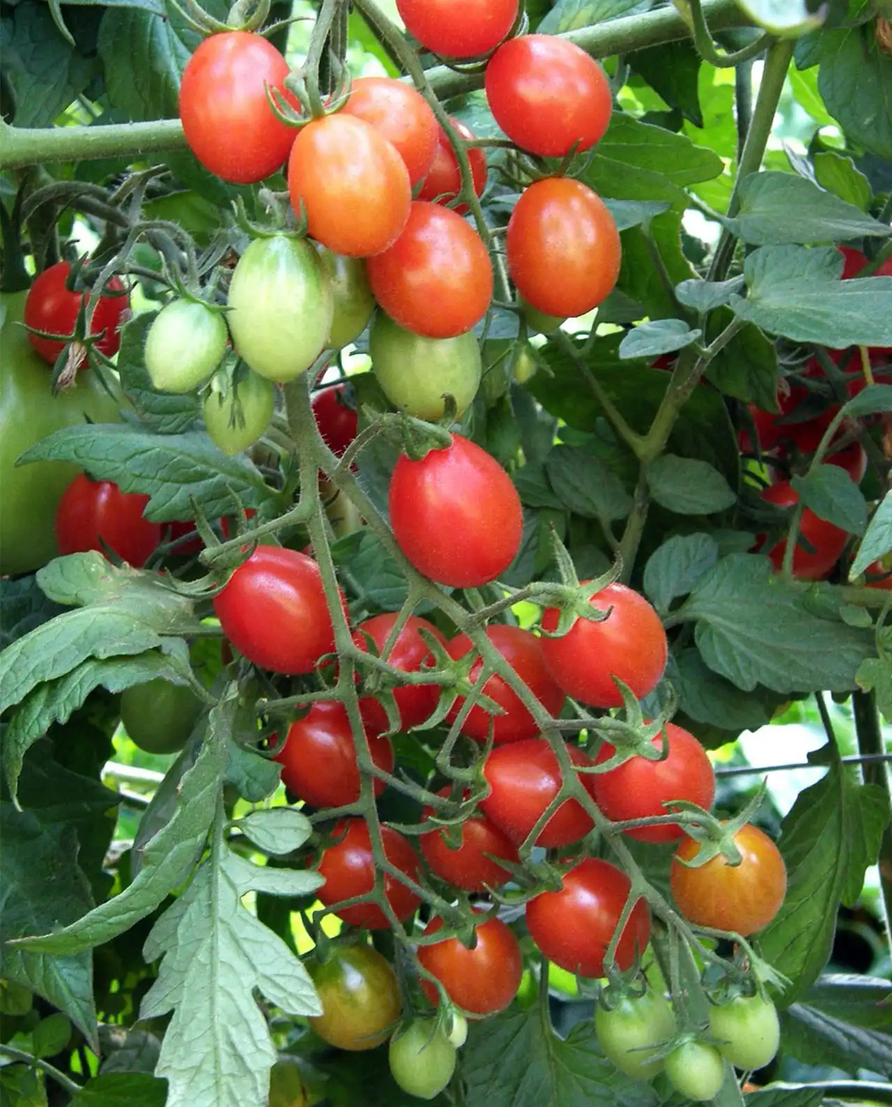 มะเขือเทศ Italian Grape Tomato Pandorino