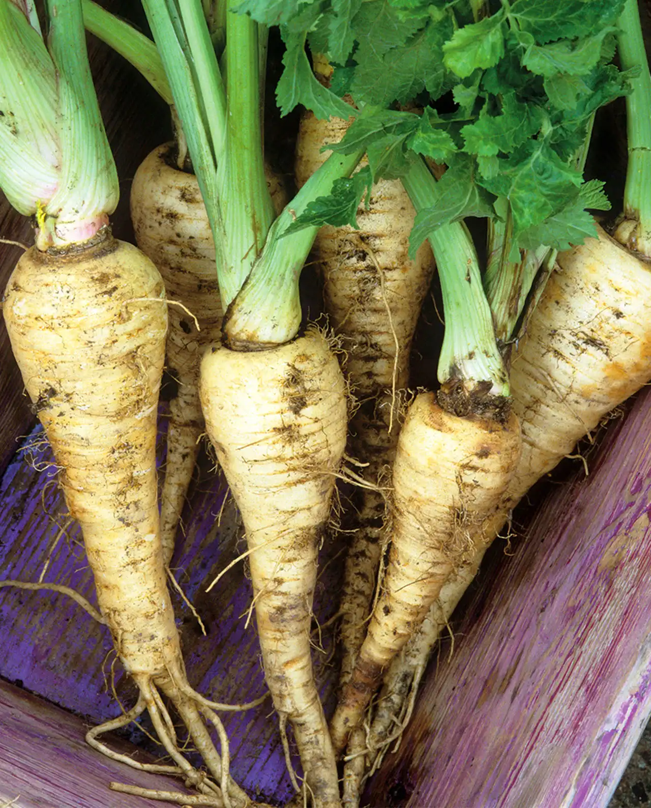 พาร์สนิป English Parsnips Gladiator