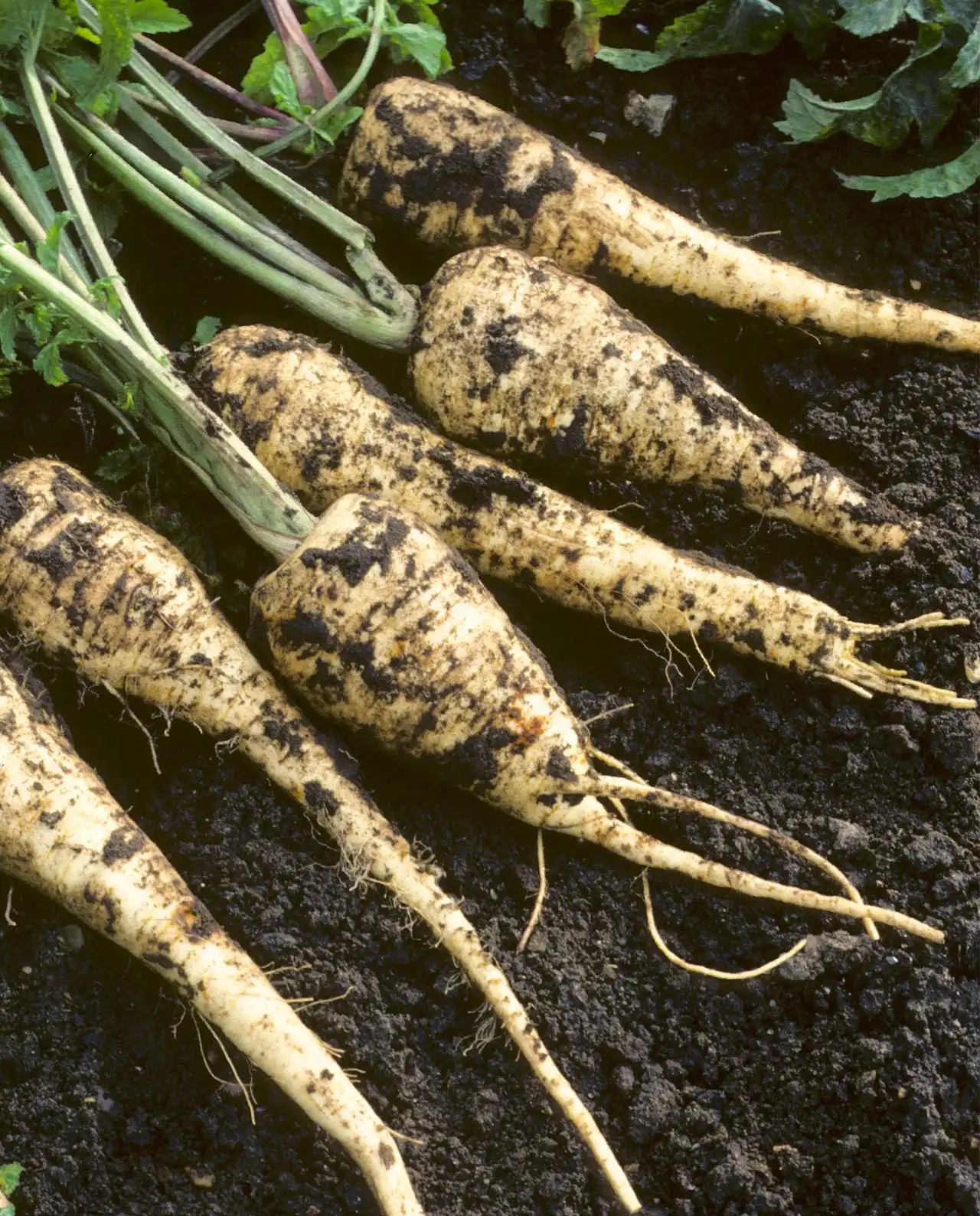 พาร์สนิป English Parsnips Gladiator