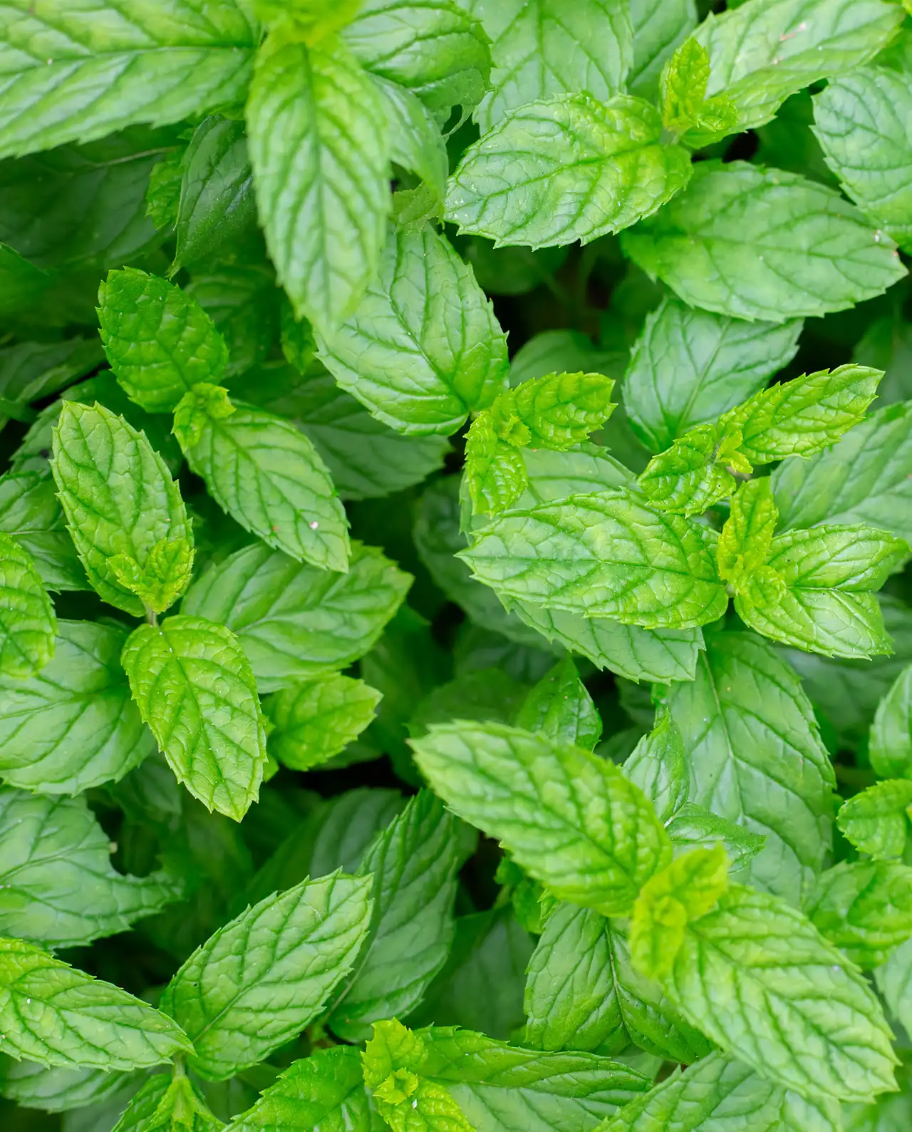 เปปเปอร์มินต์ Peppermint