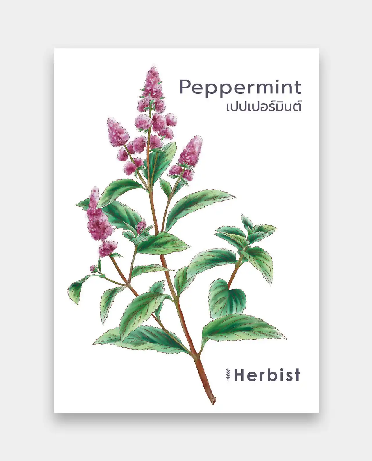 เปปเปอร์มินต์ Peppermint