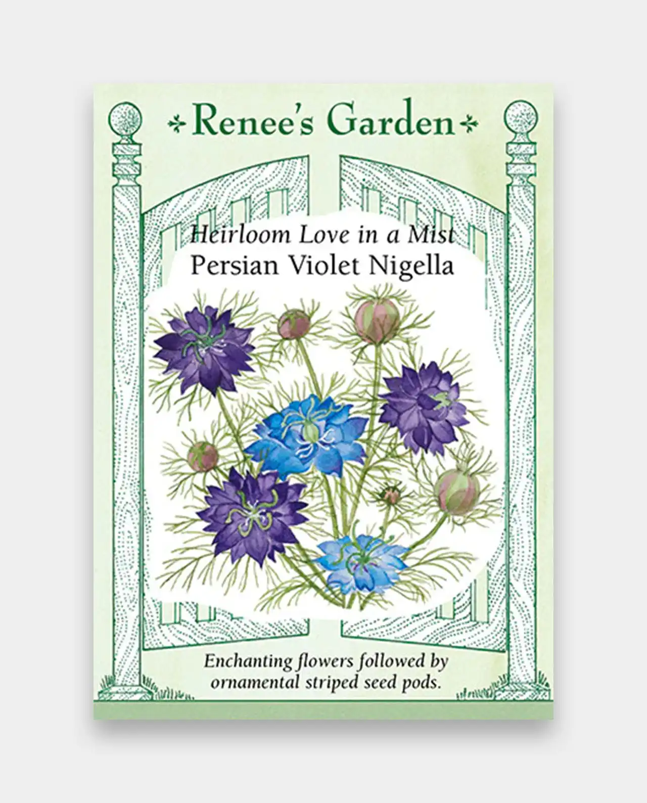 ดอกไนเจลลา Persian Violet Nigella