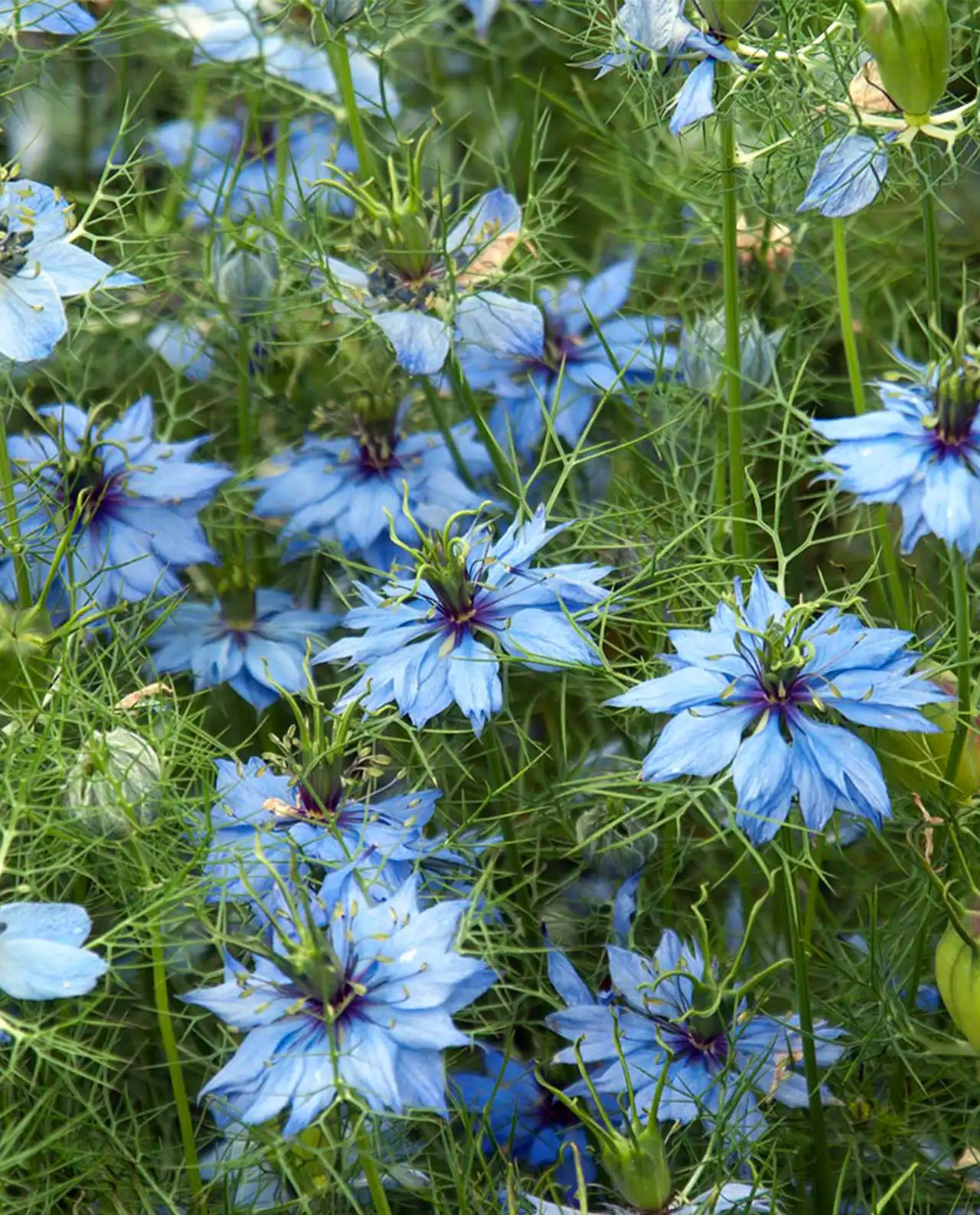 ดอกไนเจลลา Persian Violet Nigella