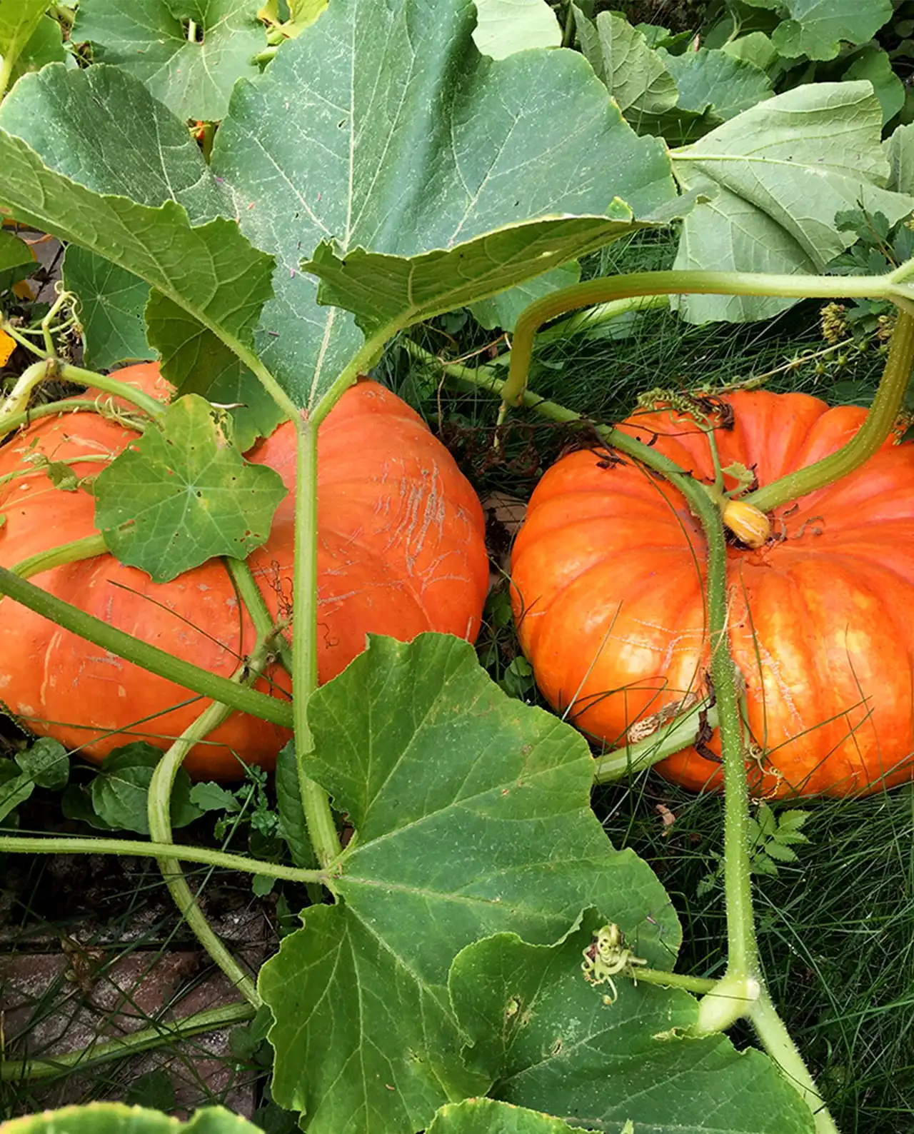 ฟักทอง Pumpkins Cinderella's Carriage