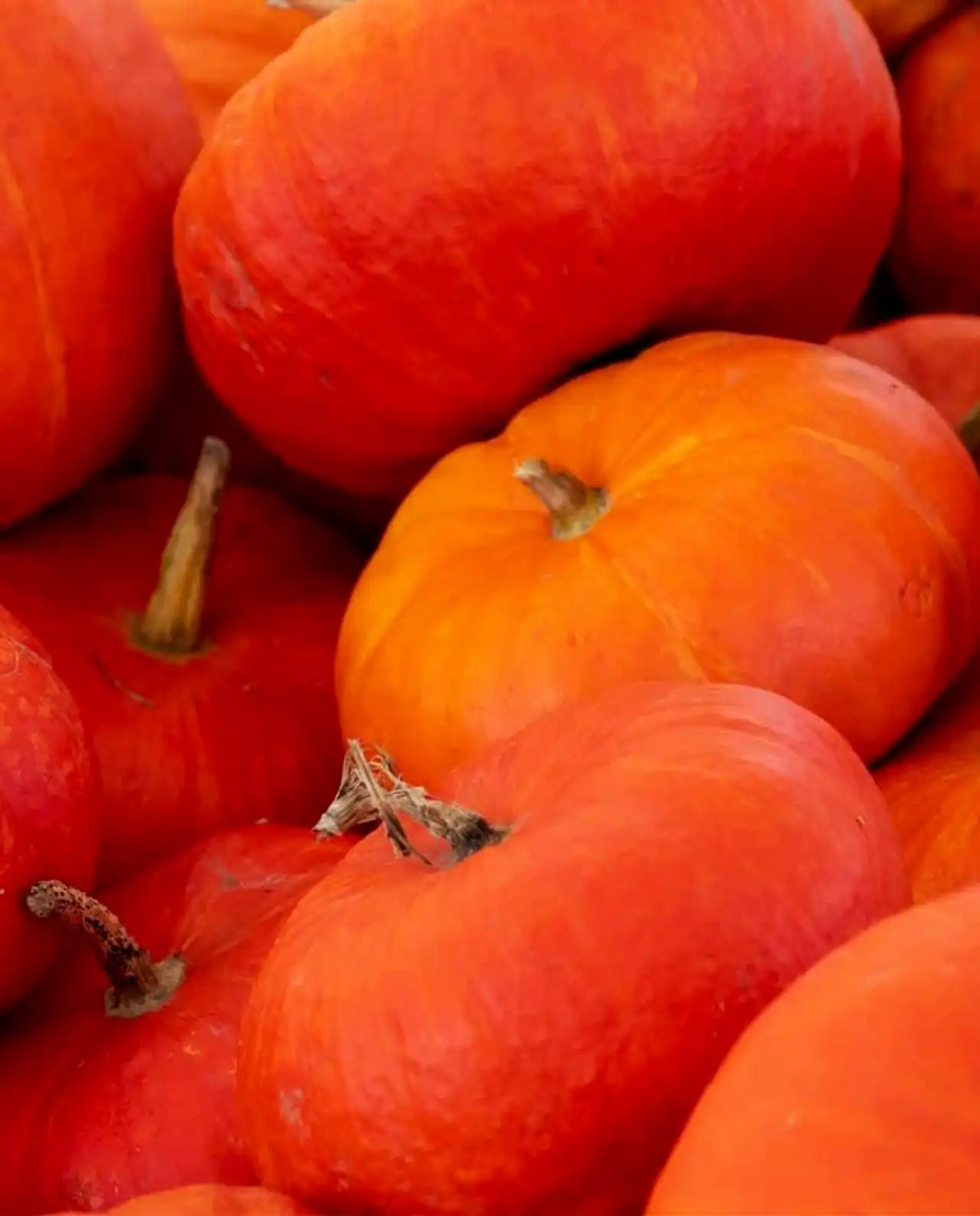 ฟักทอง Pumpkins Cinderella's Carriage