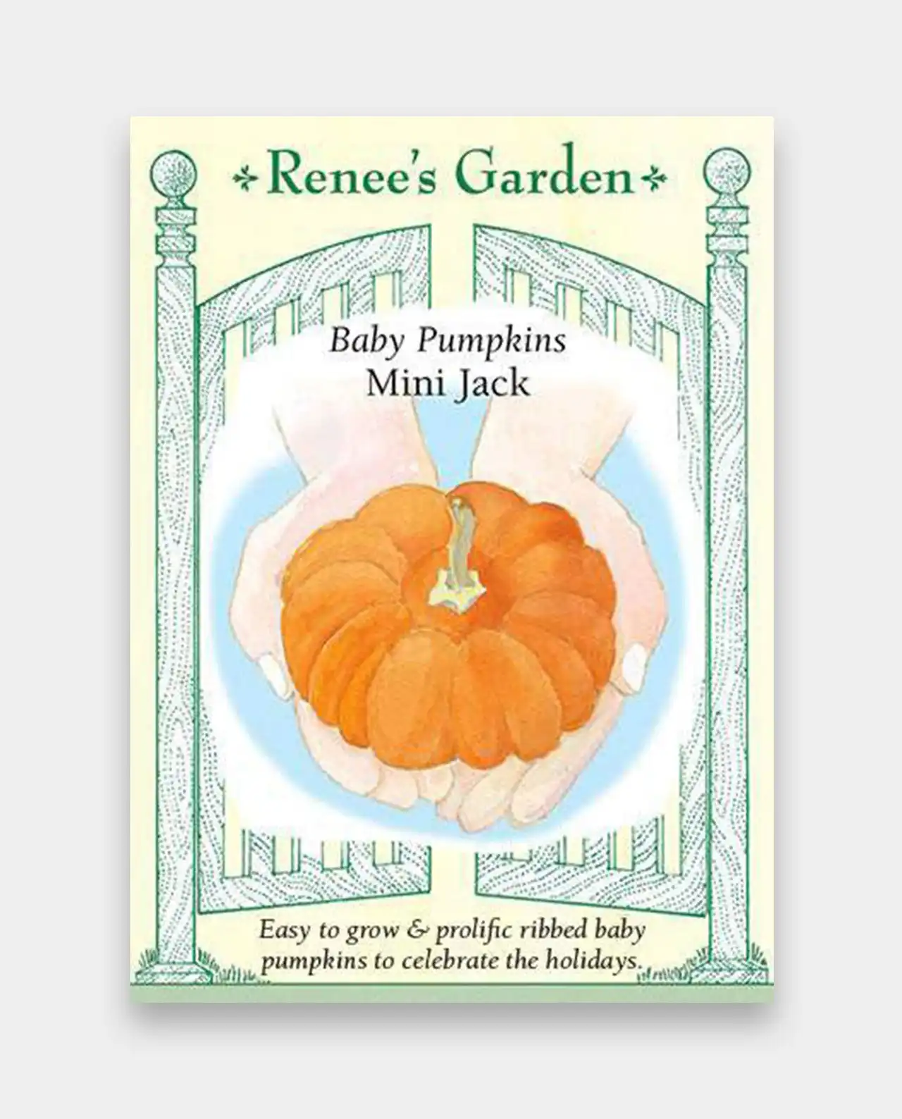 ฟักทอง Baby Pumpkins Mini Jack