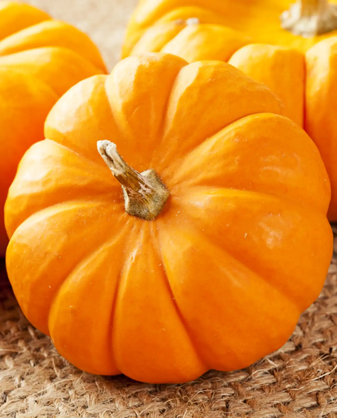 ฟักทอง Baby Pumpkins Mini Jack