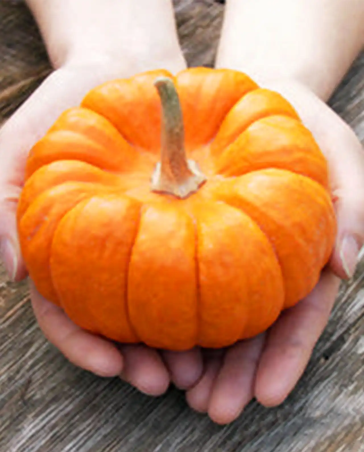 ฟักทอง Baby Pumpkins Mini Jack