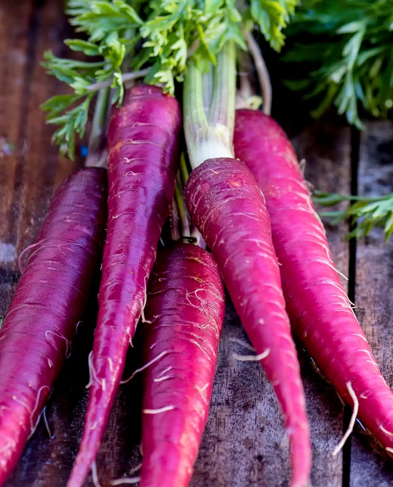 แครอท Purple Sun Rainbow Carrots